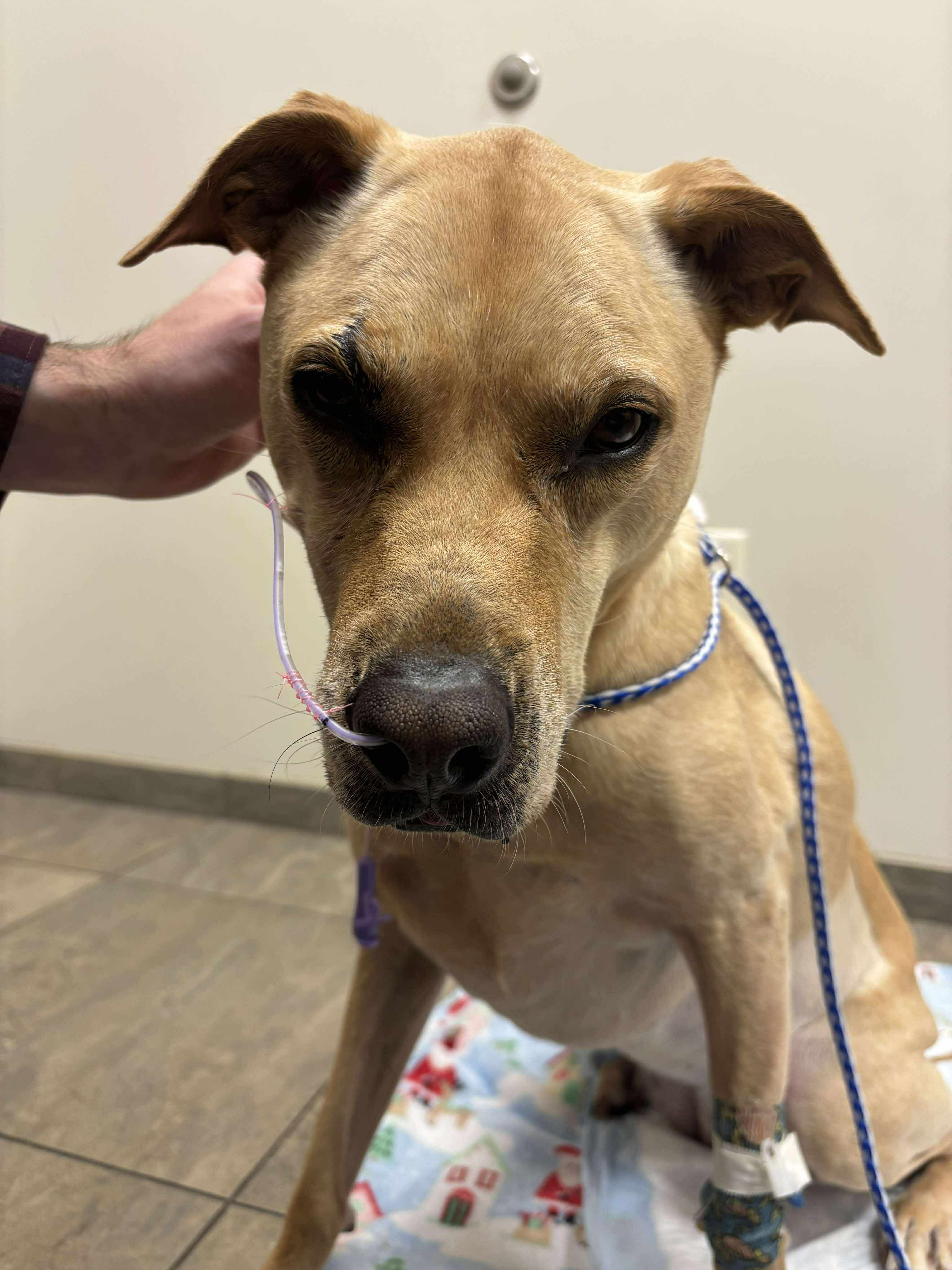 Donate to help Marlee recover from Pancreatitis campaign photo, 2 of 7