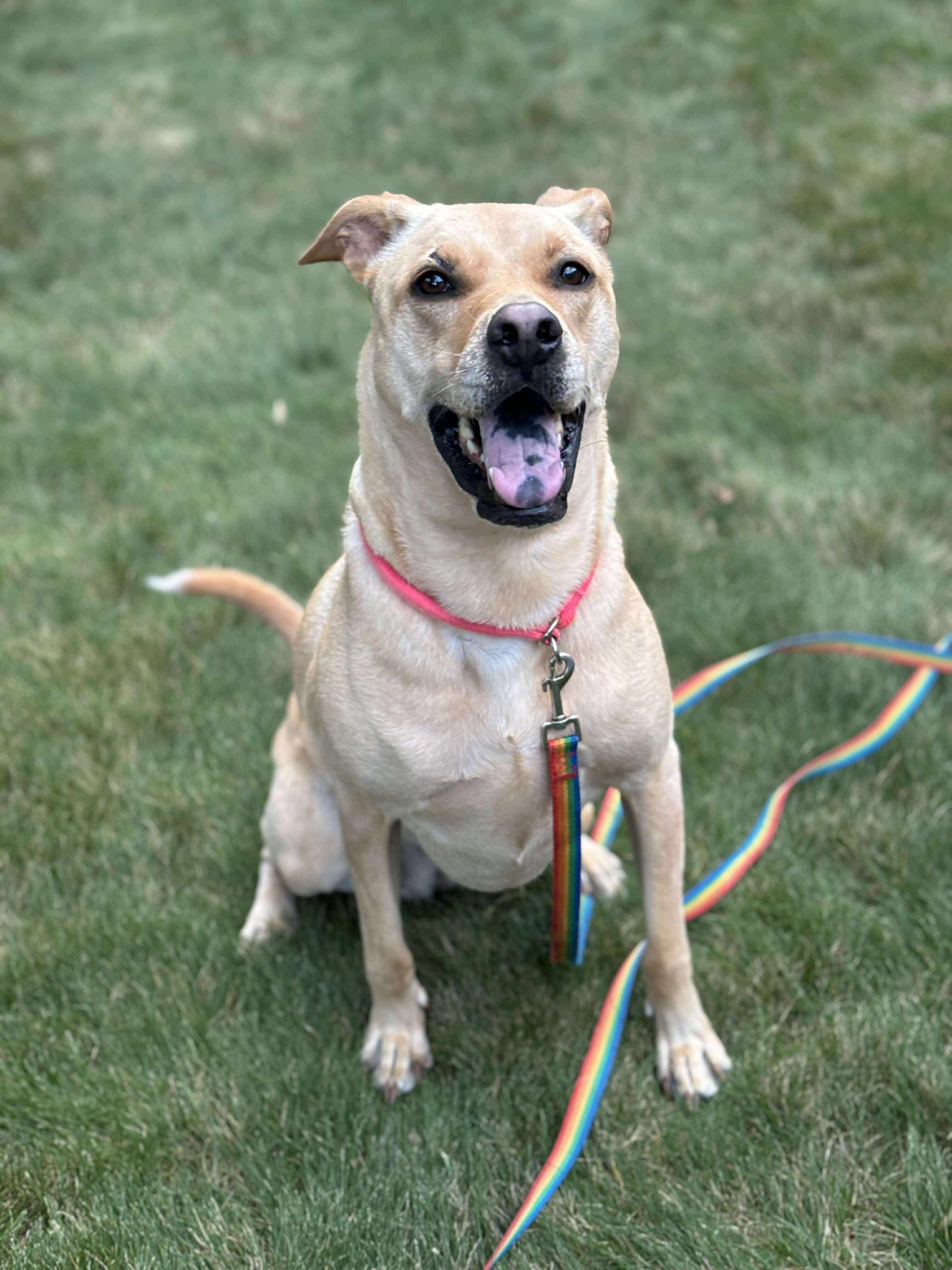 Donate to help Marlee recover from Pancreatitis campaign photo, 6 of 7