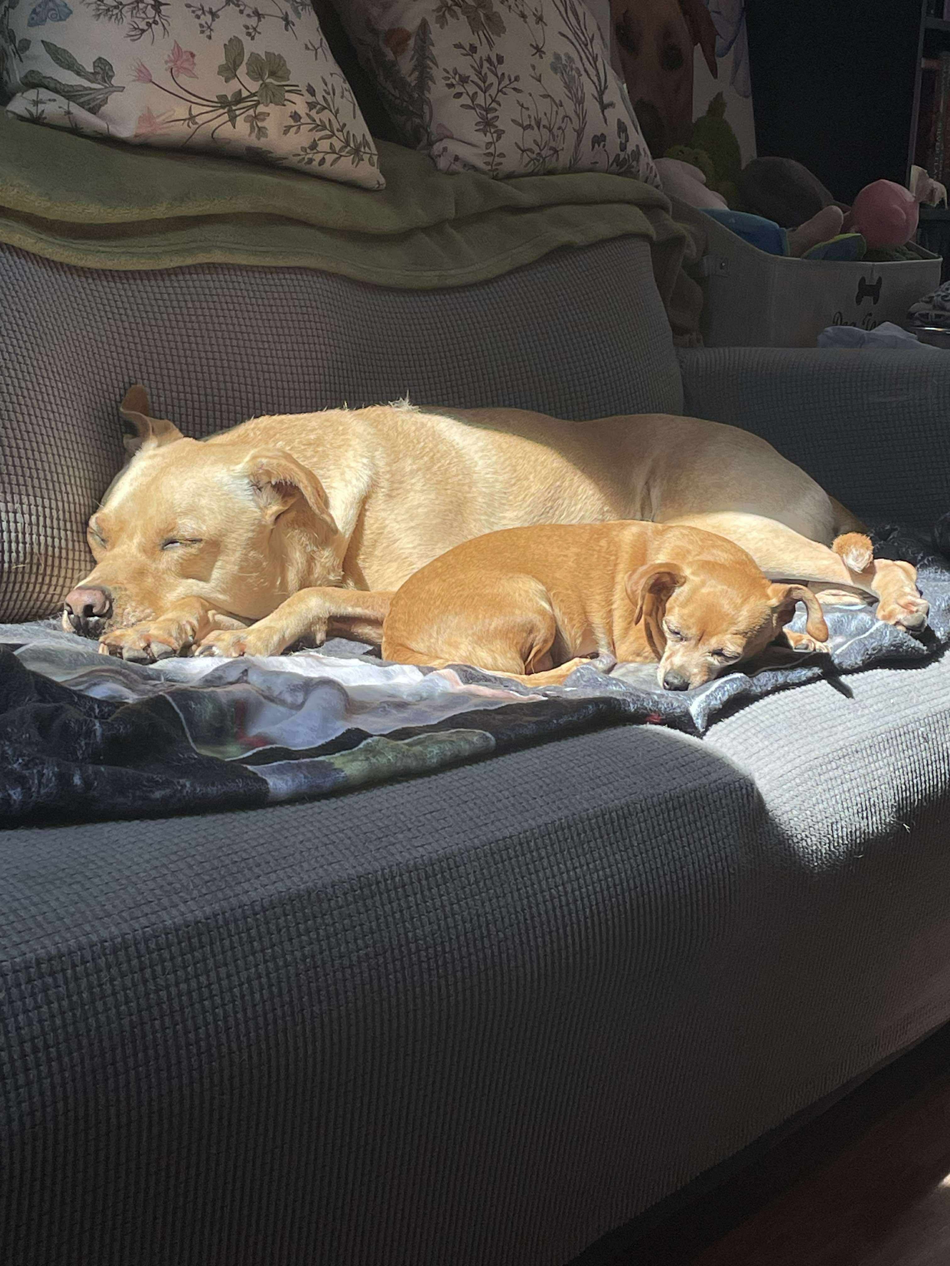 Donate to help Marlee recover from Pancreatitis campaign photo, 4 of 7