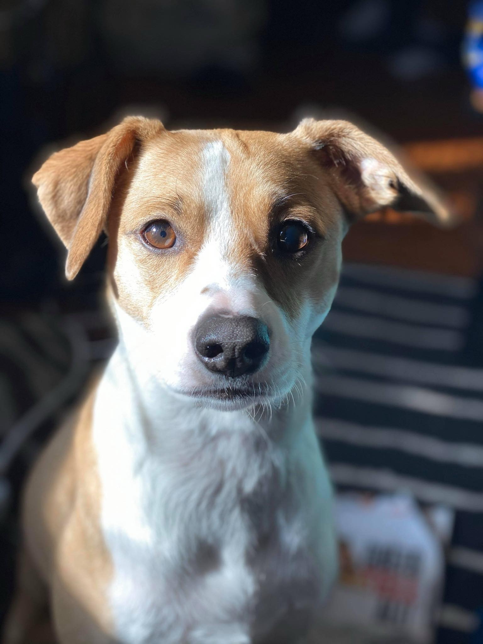 Support Ivy's Urgent Surgery campaign photo, 2 of 4