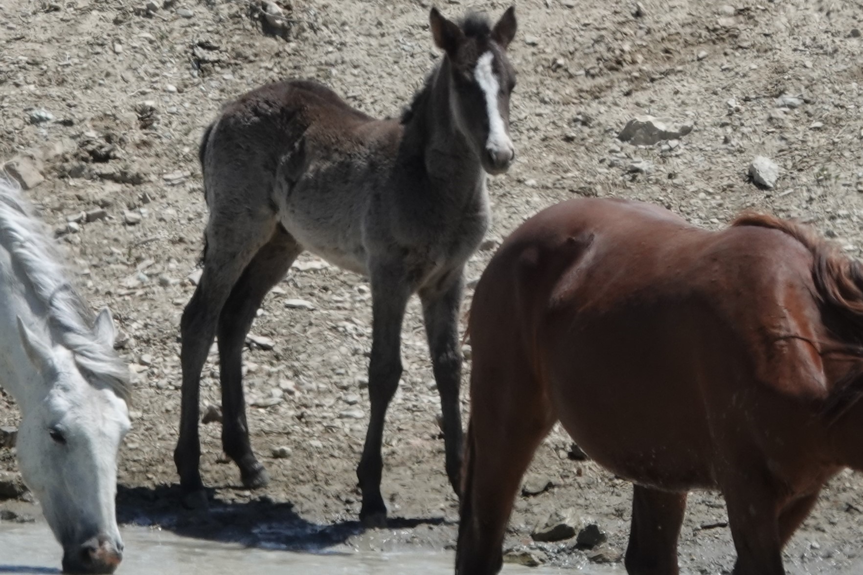 Support the Colorado Wild Horses campaign photo, 7 of 8