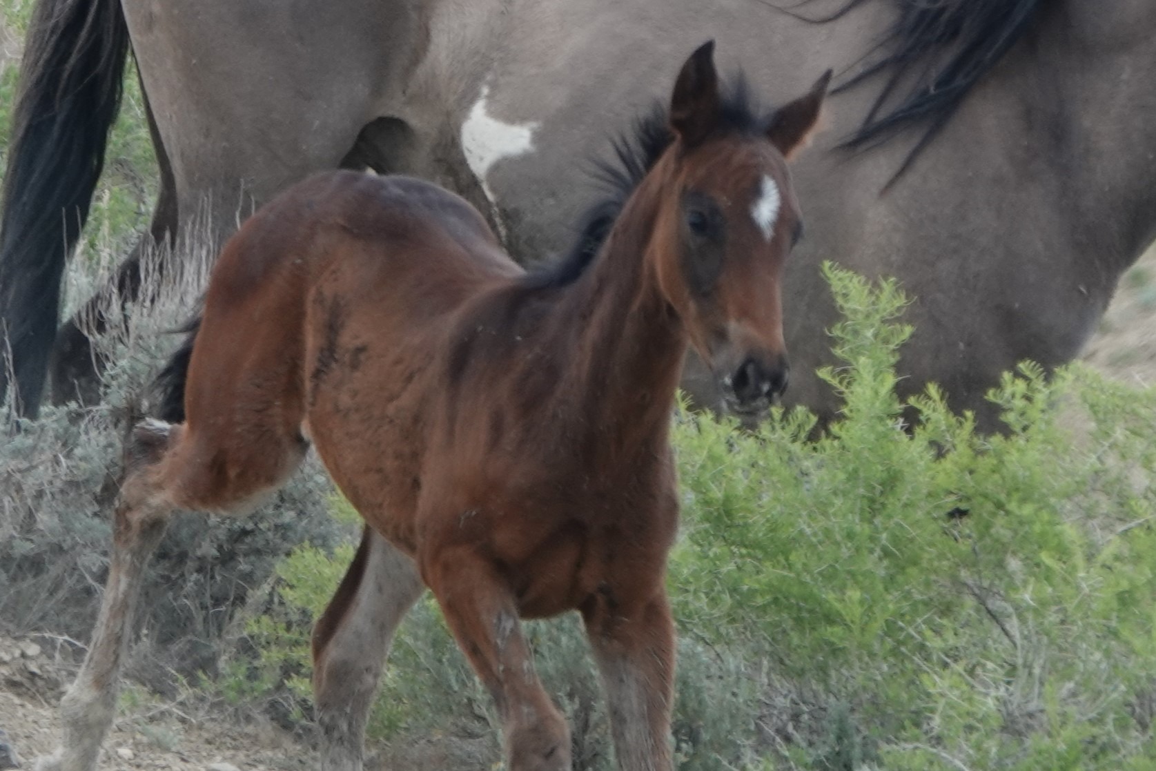 Support the Colorado Wild Horses campaign photo, 2 of 8
