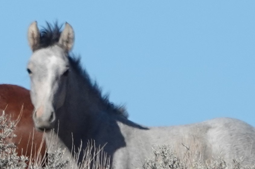 Support the Colorado Wild Horses campaign photo, 4 of 8
