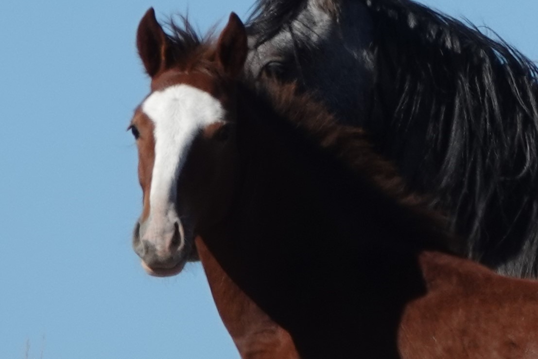 Support the Colorado Wild Horses campaign photo, 5 of 8