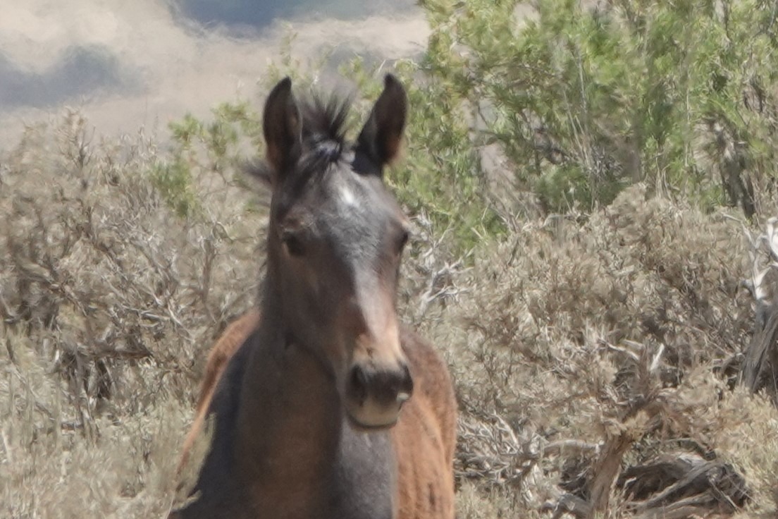 Support the Colorado Wild Horses campaign photo, 6 of 8