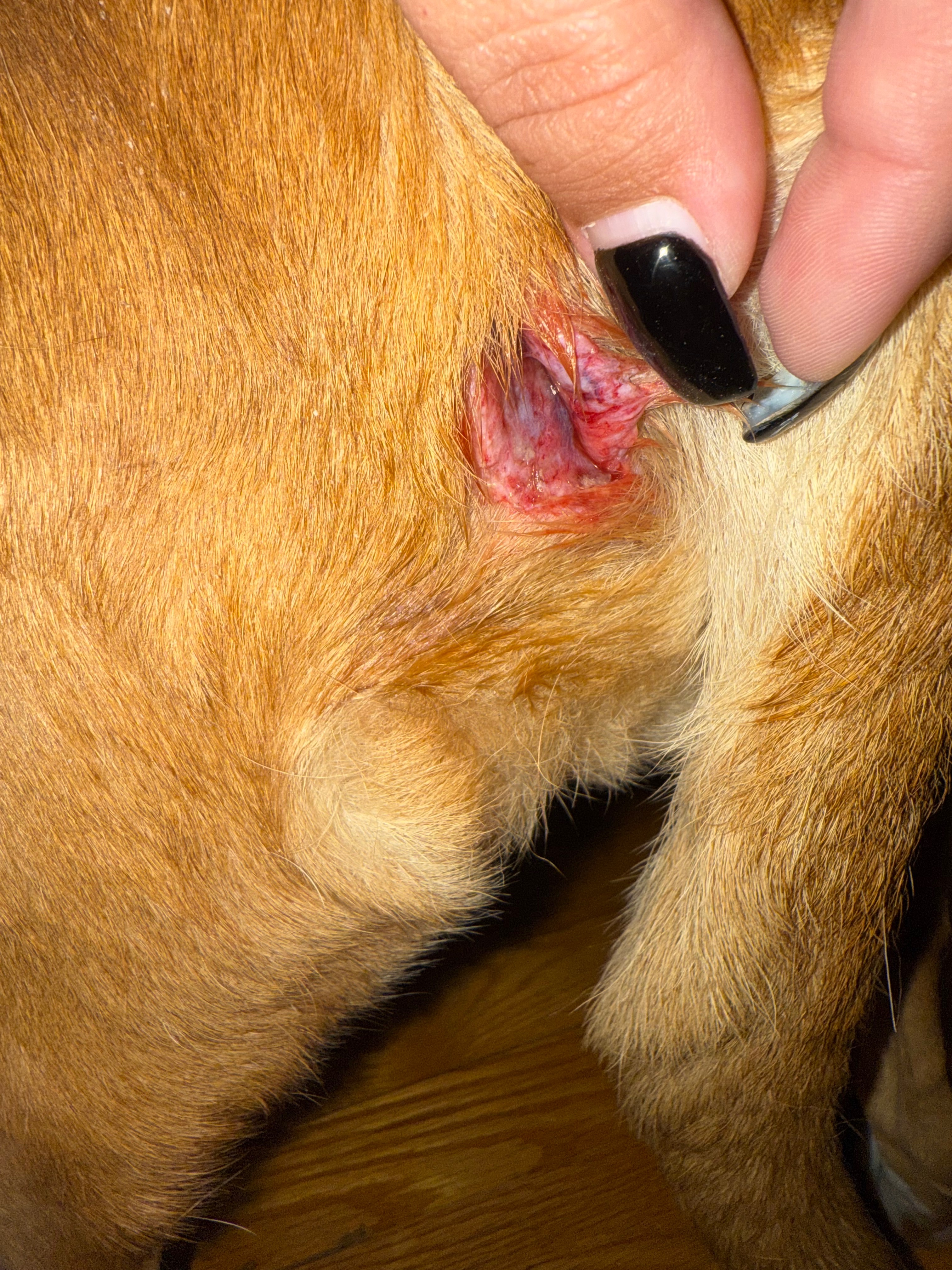 Help Reds Get Urgent Vet Care campaign photo, 5 of 6