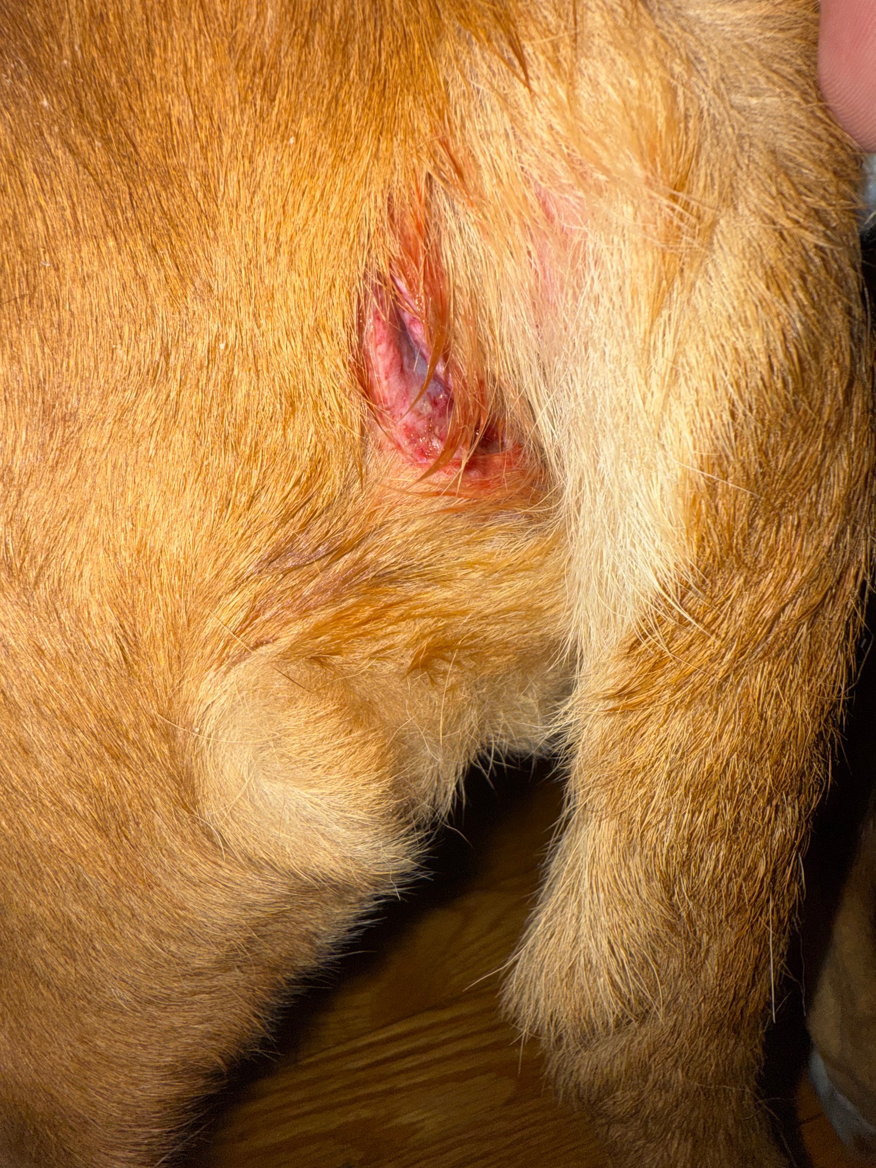 Help Reds Get Urgent Vet Care campaign photo, 2 of 6