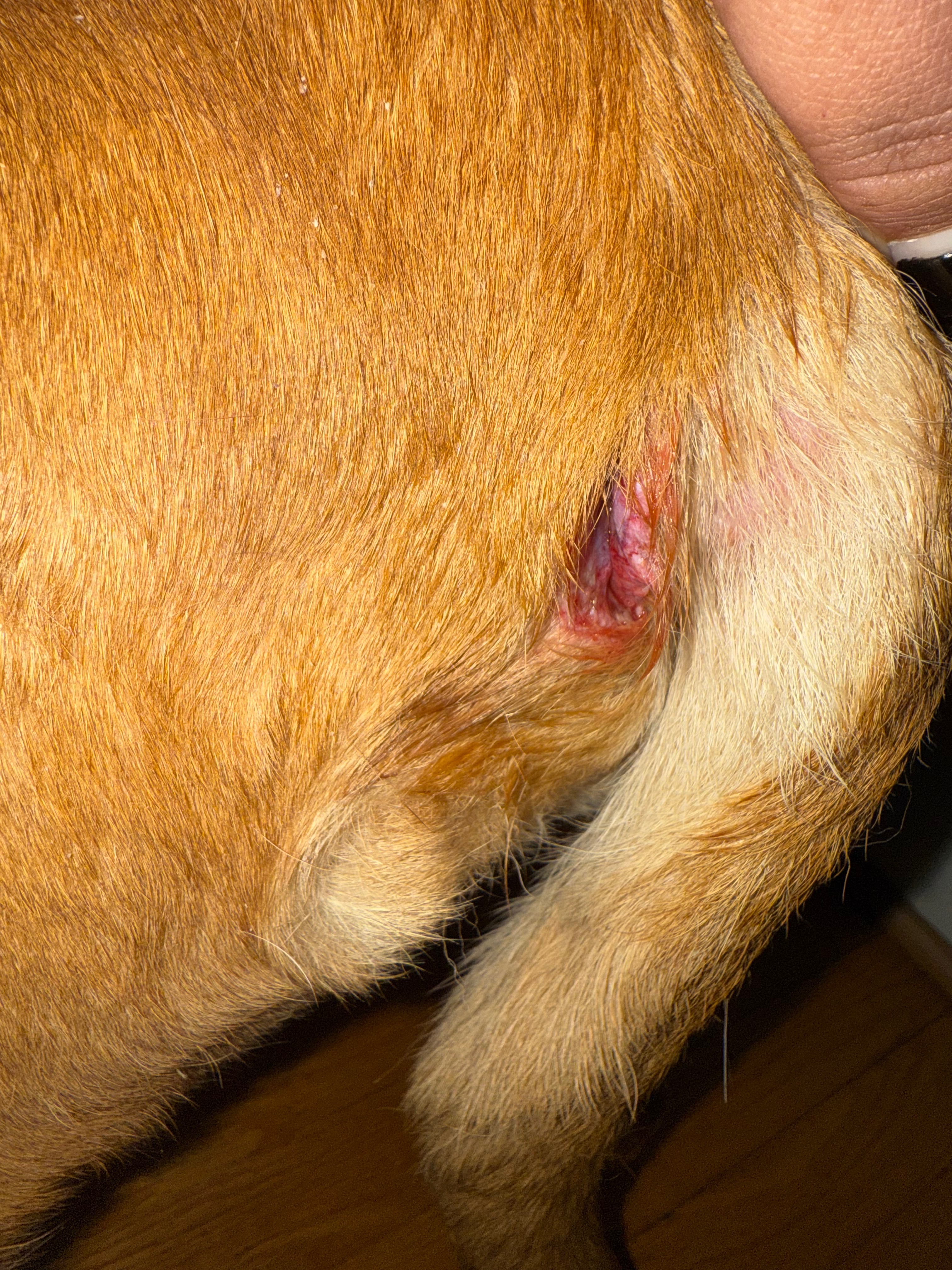 Help Reds Get Urgent Vet Care campaign photo, 4 of 6