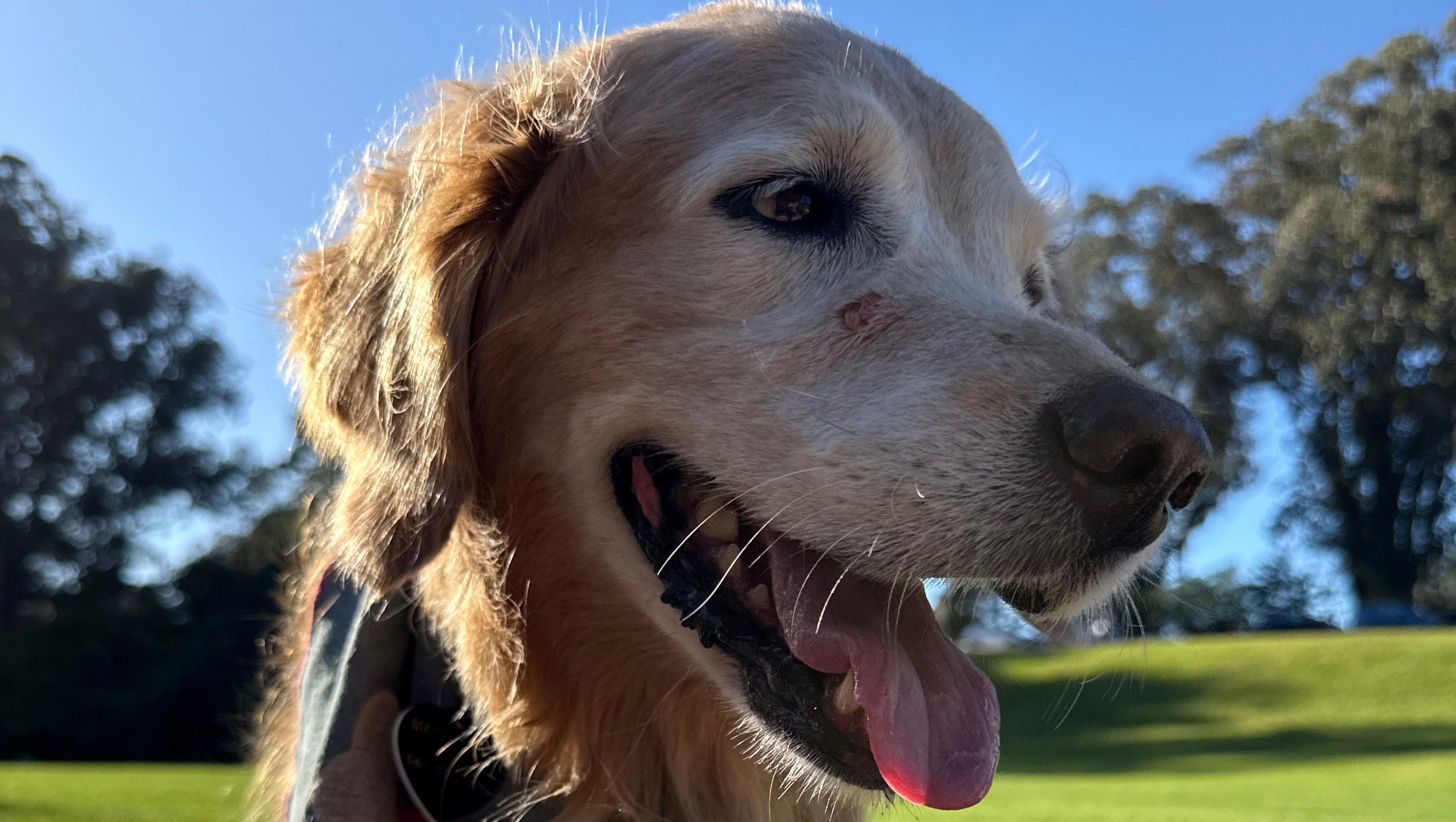 Help Macey Preserve  Her Happy Smile photo