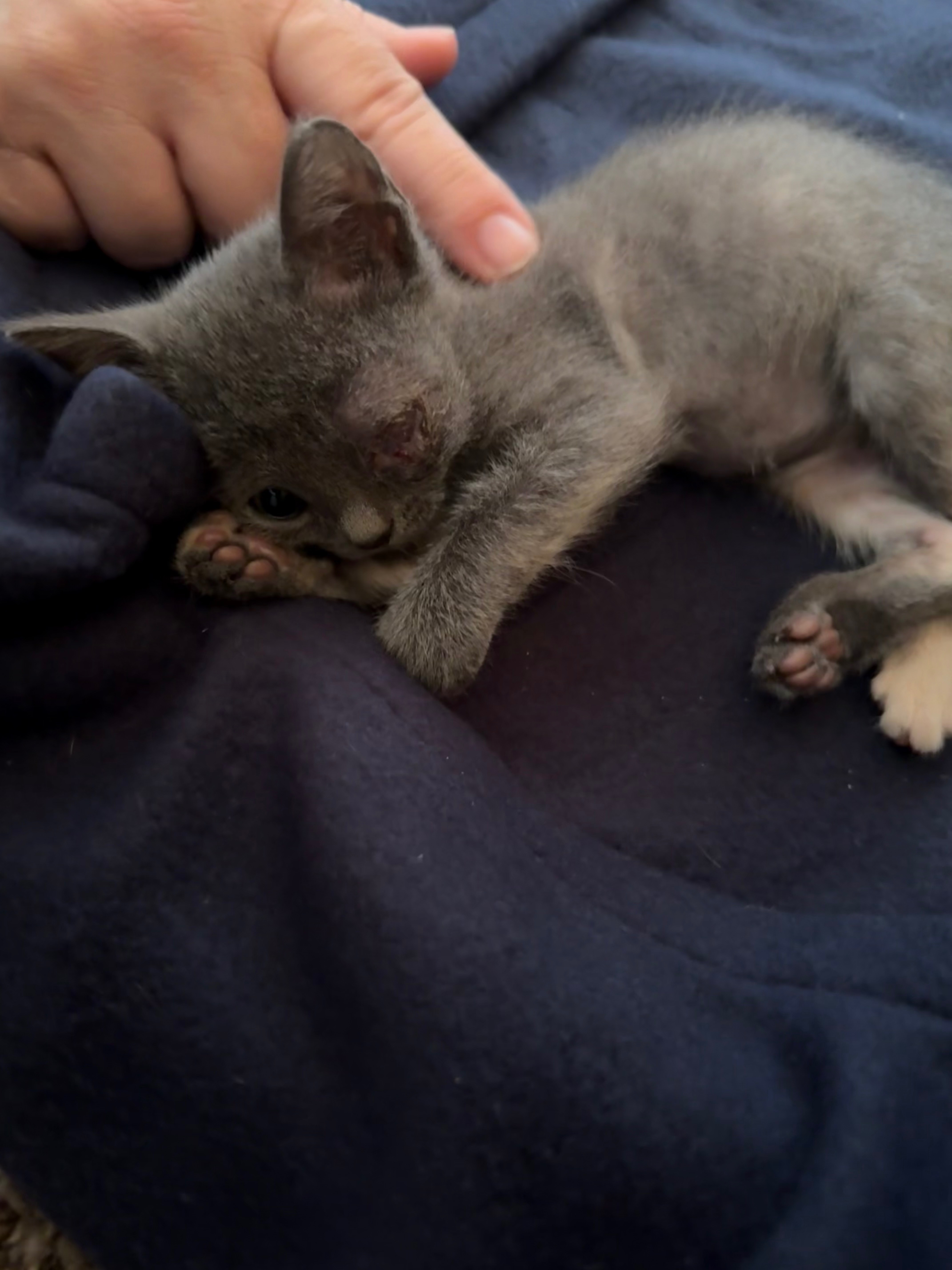 Help Little Winky Lou Get Her Surgery campaign photo, 5 of 5
