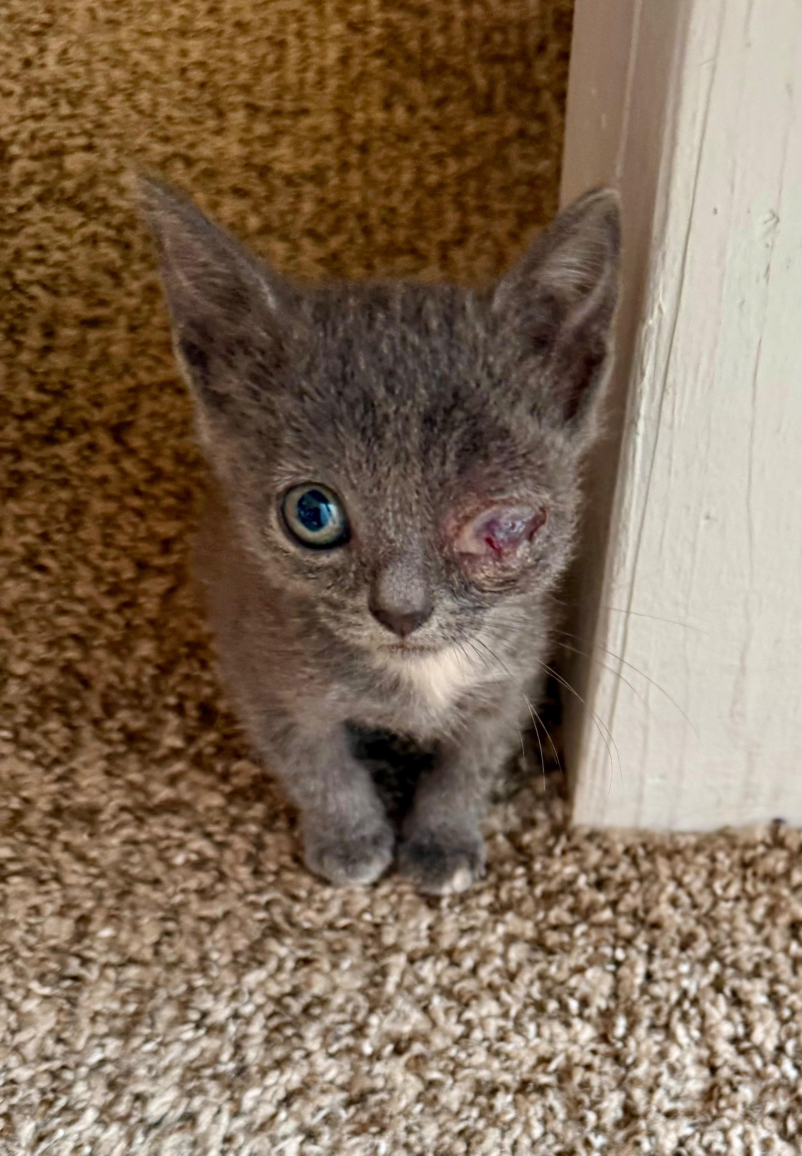 Help Little Winky Lou Get Her Surgery campaign photo, 2 of 5