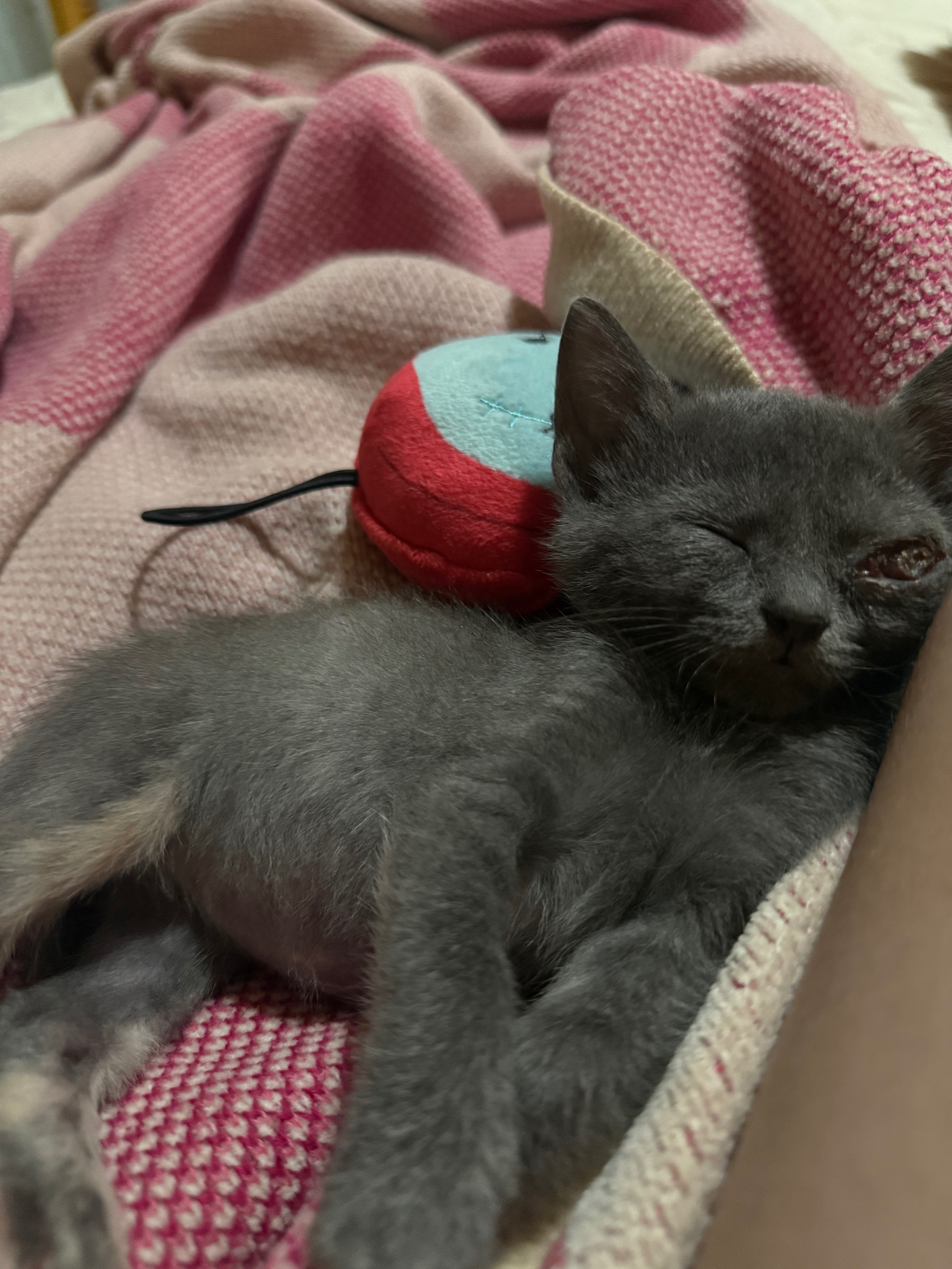 Help Little Winky Lou Get Her Surgery campaign photo, 4 of 5