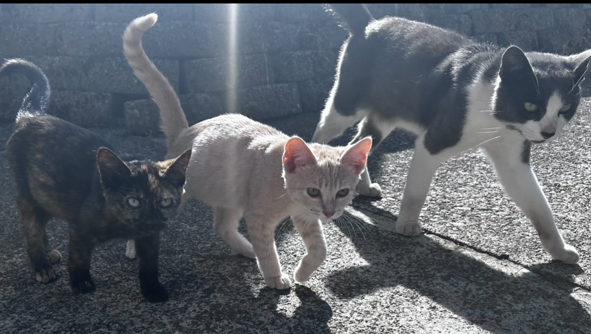 Feral Furbabies photo