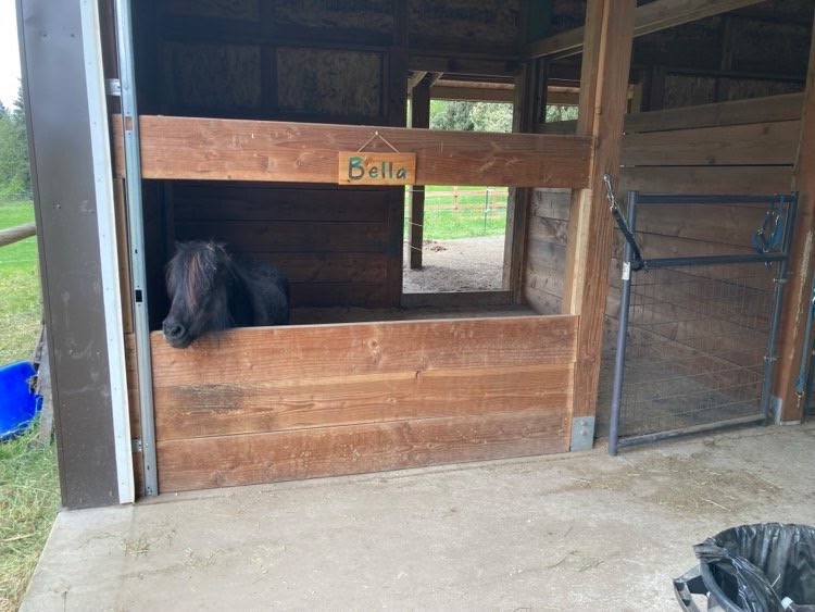 Bella The Mini Horse’s Medical Bills campaign photo, 7 of 8