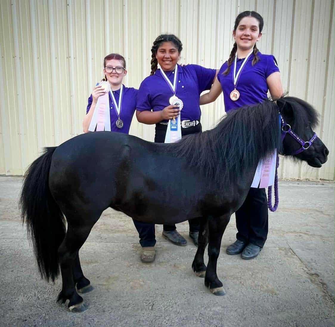Bella The Mini Horse’s Medical Bills campaign photo, 4 of 8