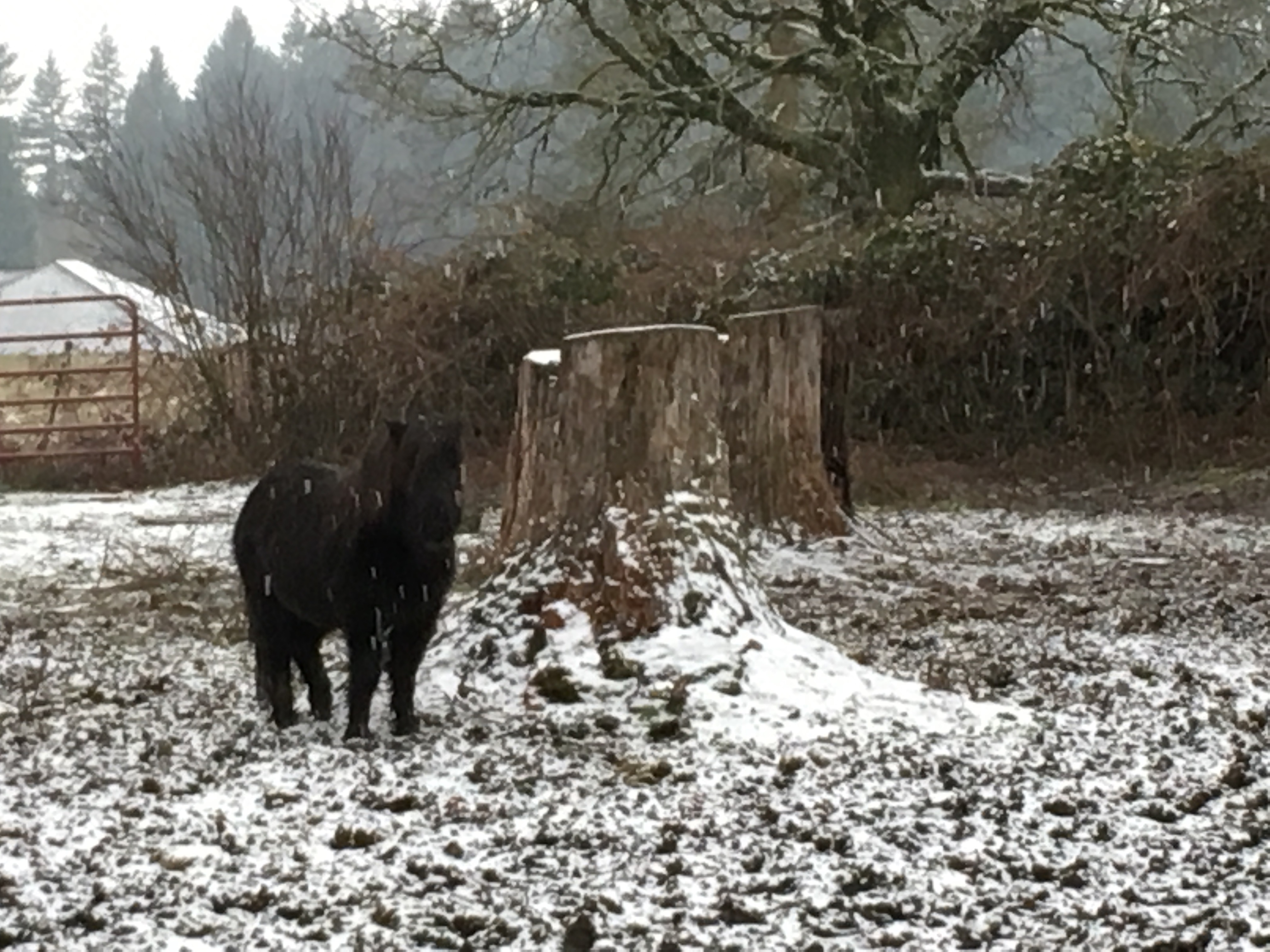 Bella The Mini Horse’s Medical Bills campaign photo, 5 of 8