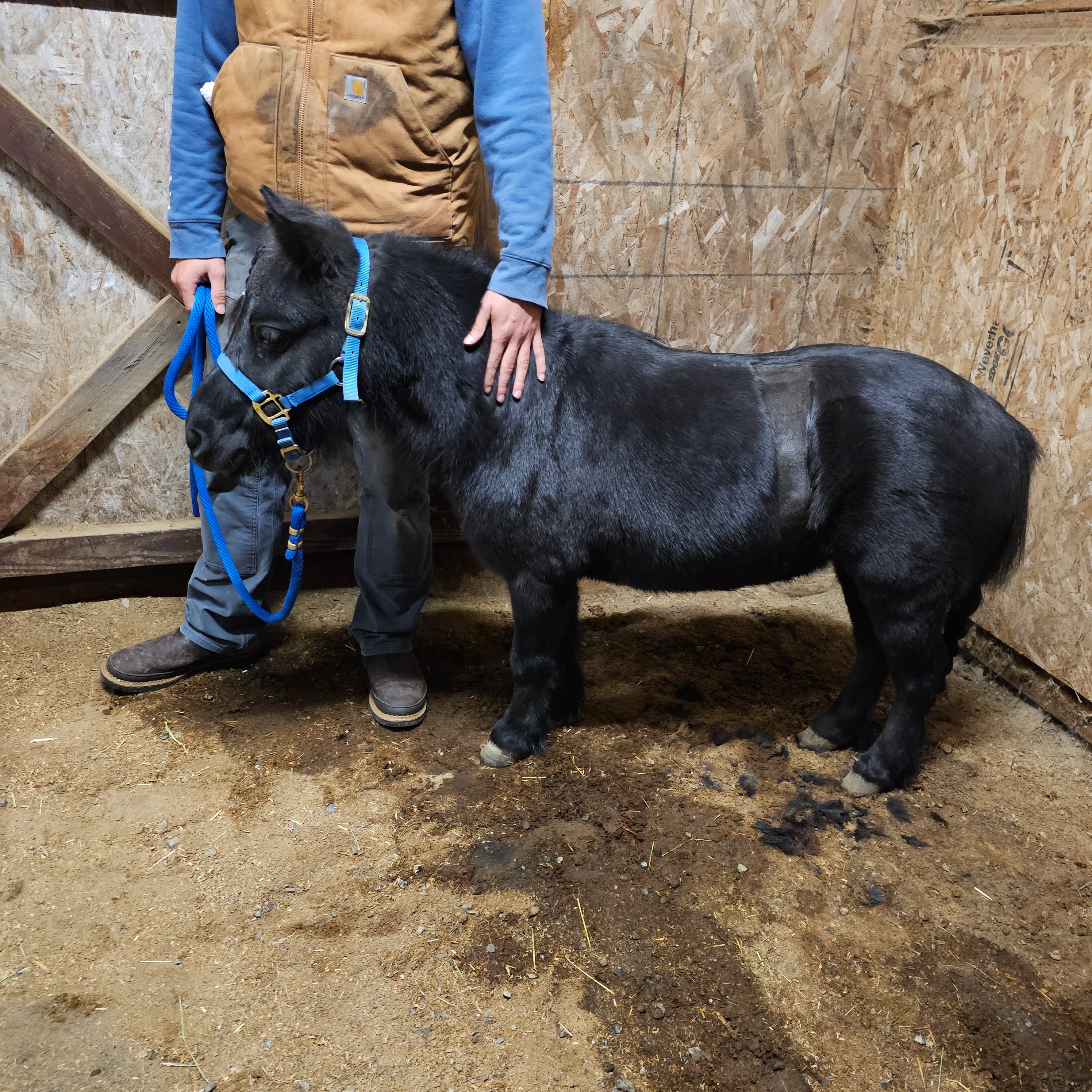 Bella The Mini Horse’s Medical Bills campaign photo, 6 of 8