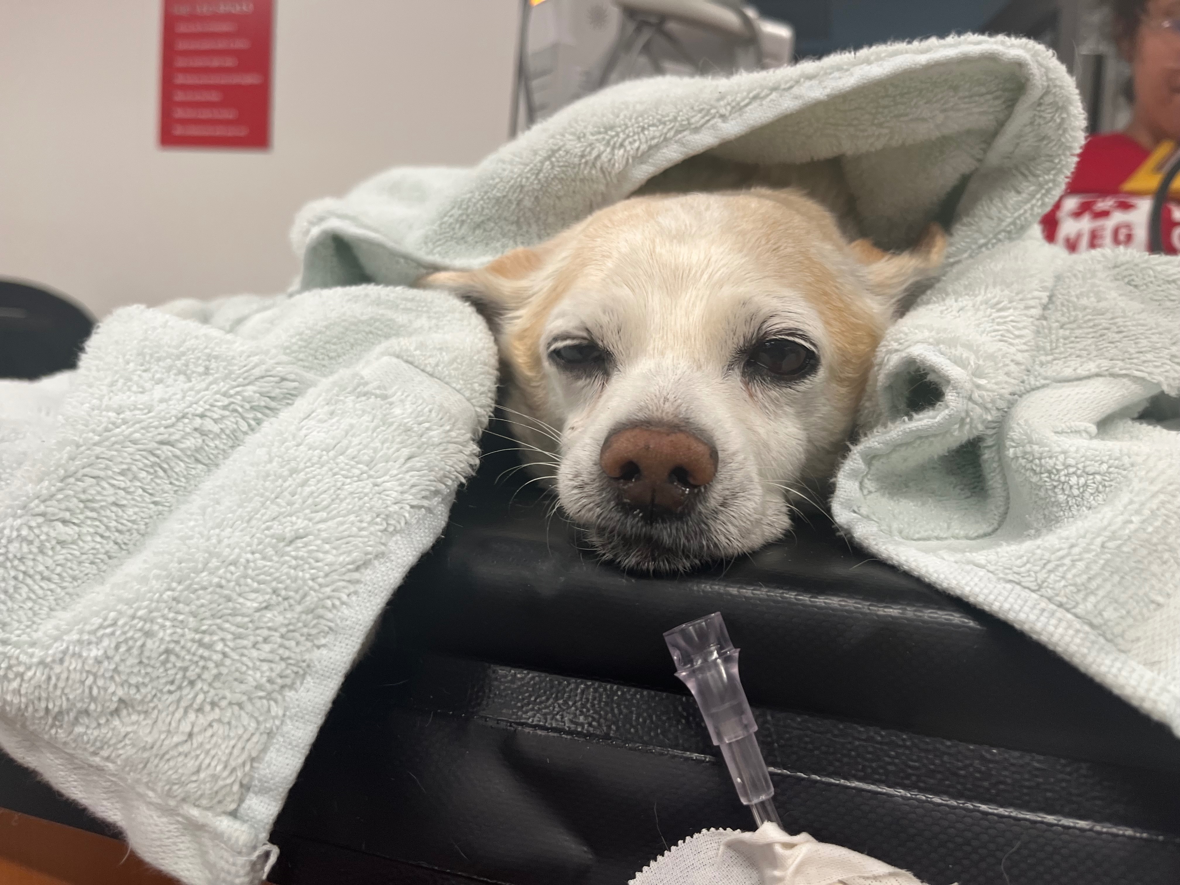 Help Service Dog Riley’s Vet Bill for Splenectomy campaign photo, 7 of 8