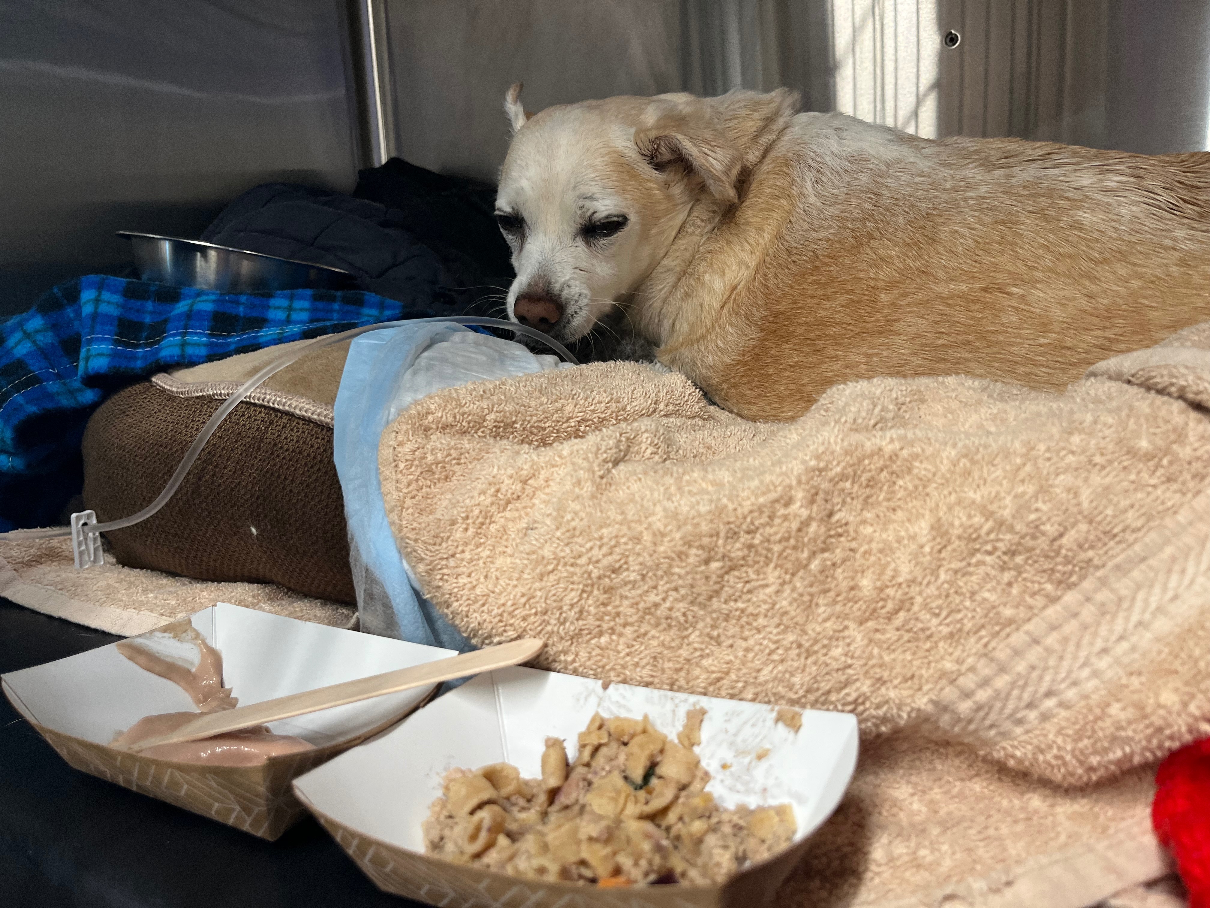 Help Service Dog Riley’s Vet Bill for Splenectomy campaign photo, 2 of 8