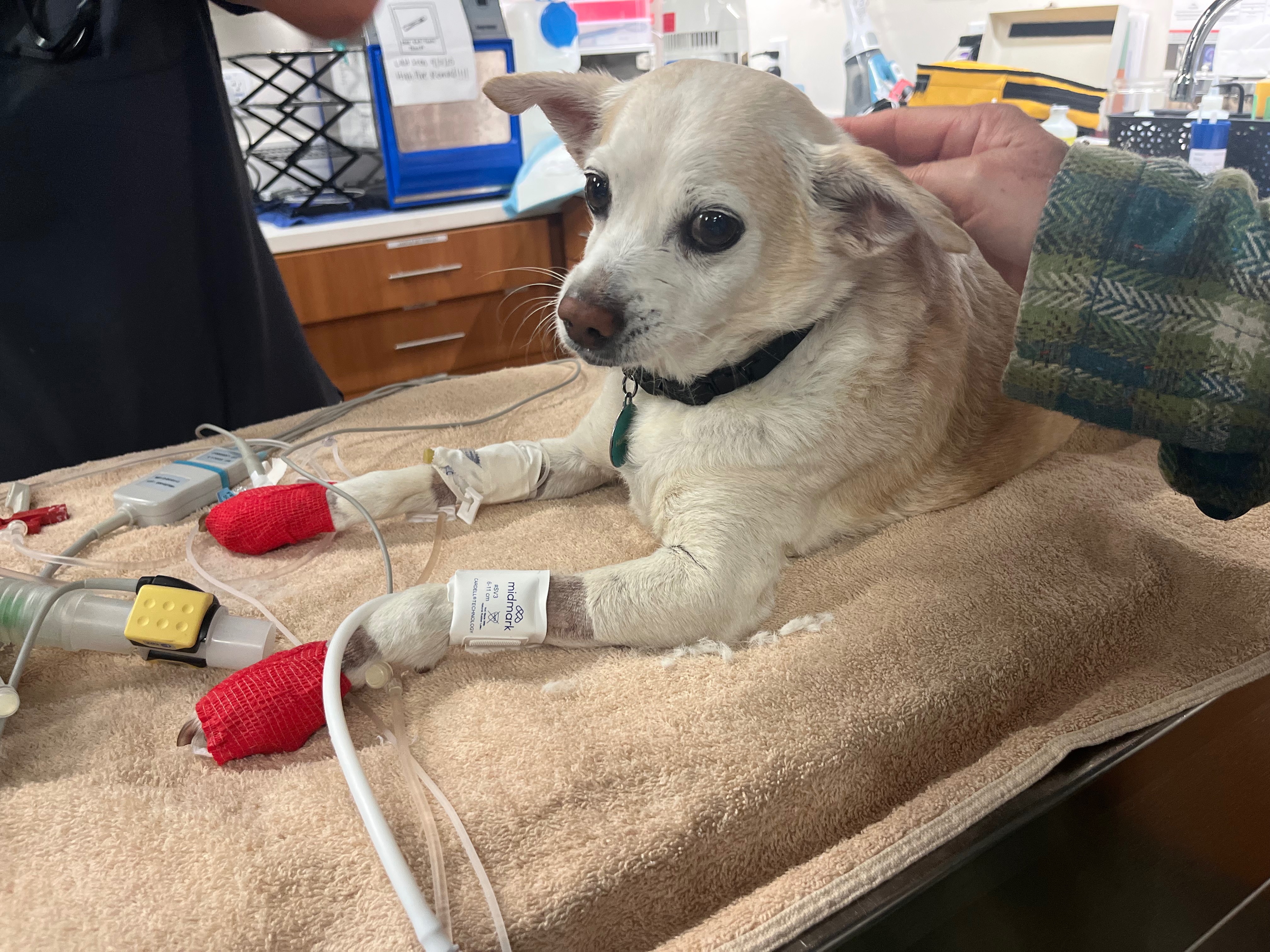Help Service Dog Riley’s Vet Bill for Splenectomy campaign photo, 4 of 8