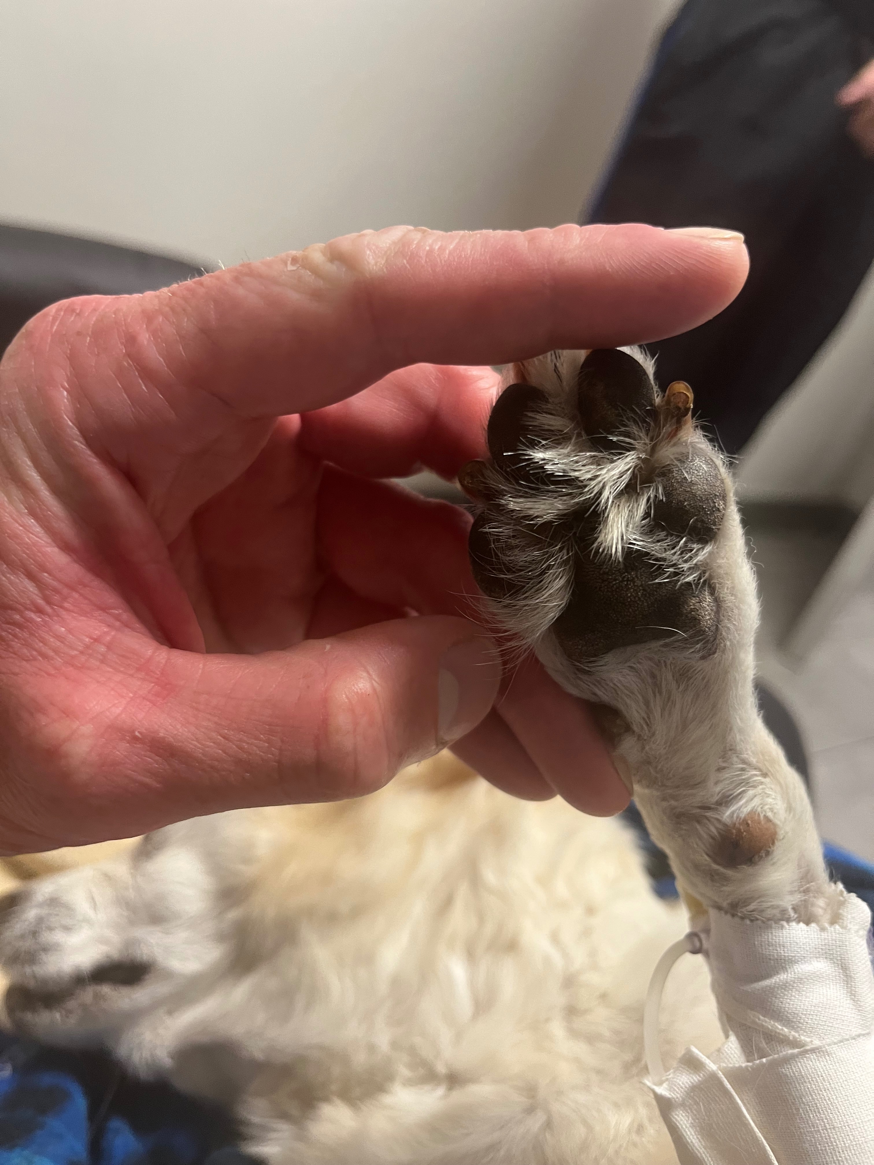 Help Service Dog Riley’s Vet Bill for Splenectomy campaign photo, 6 of 8
