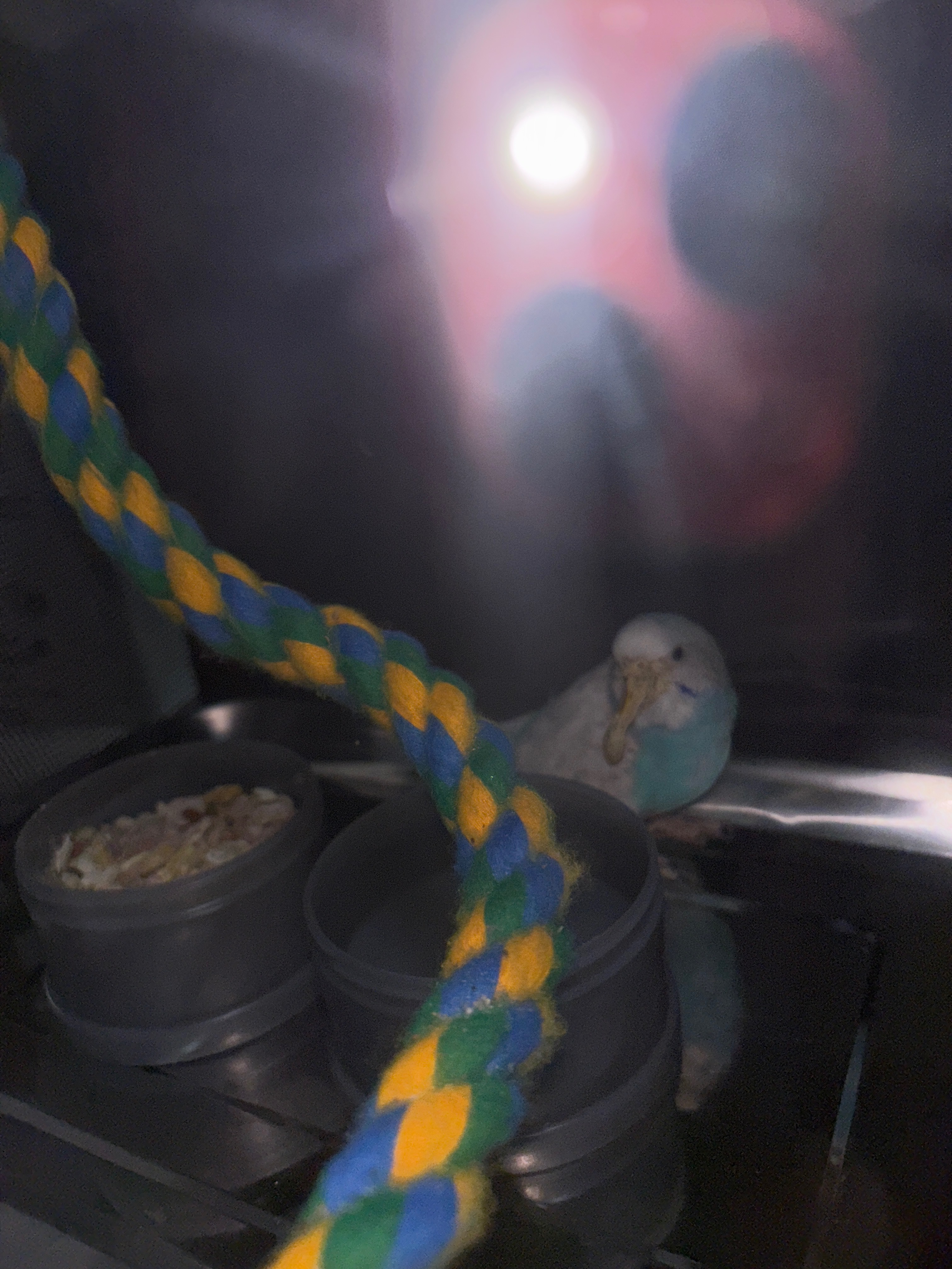 Help Give This Neglected Budgie a Second Chance at Life campaign photo, 4 of 5
