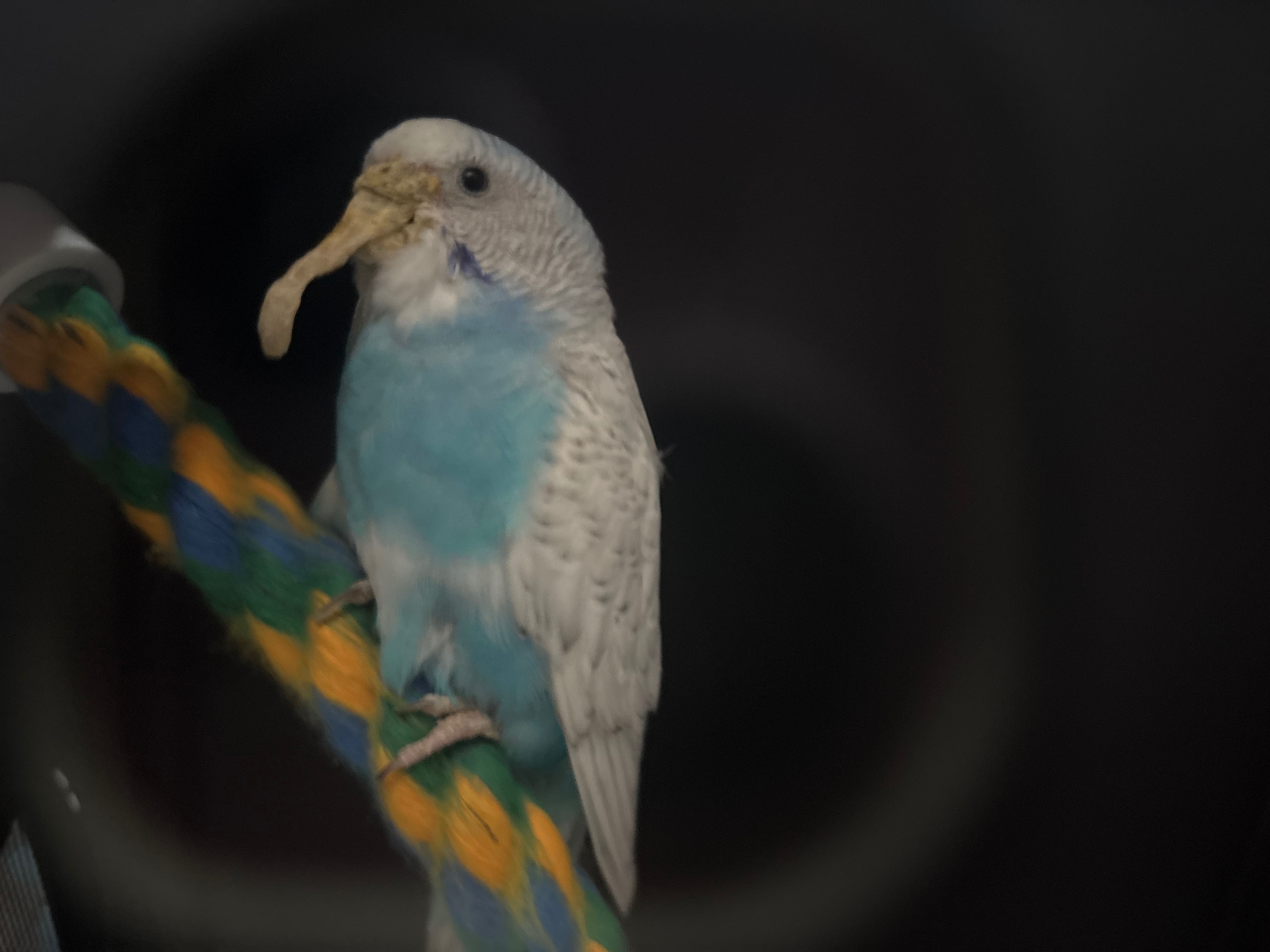 Help Give This Neglected Budgie a Second Chance at Life campaign photo, 2 of 5