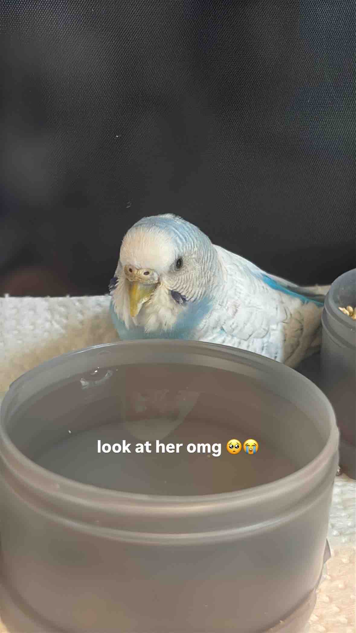 Help Give This Neglected Budgie a Second Chance at Life campaign photo, 2 of 10