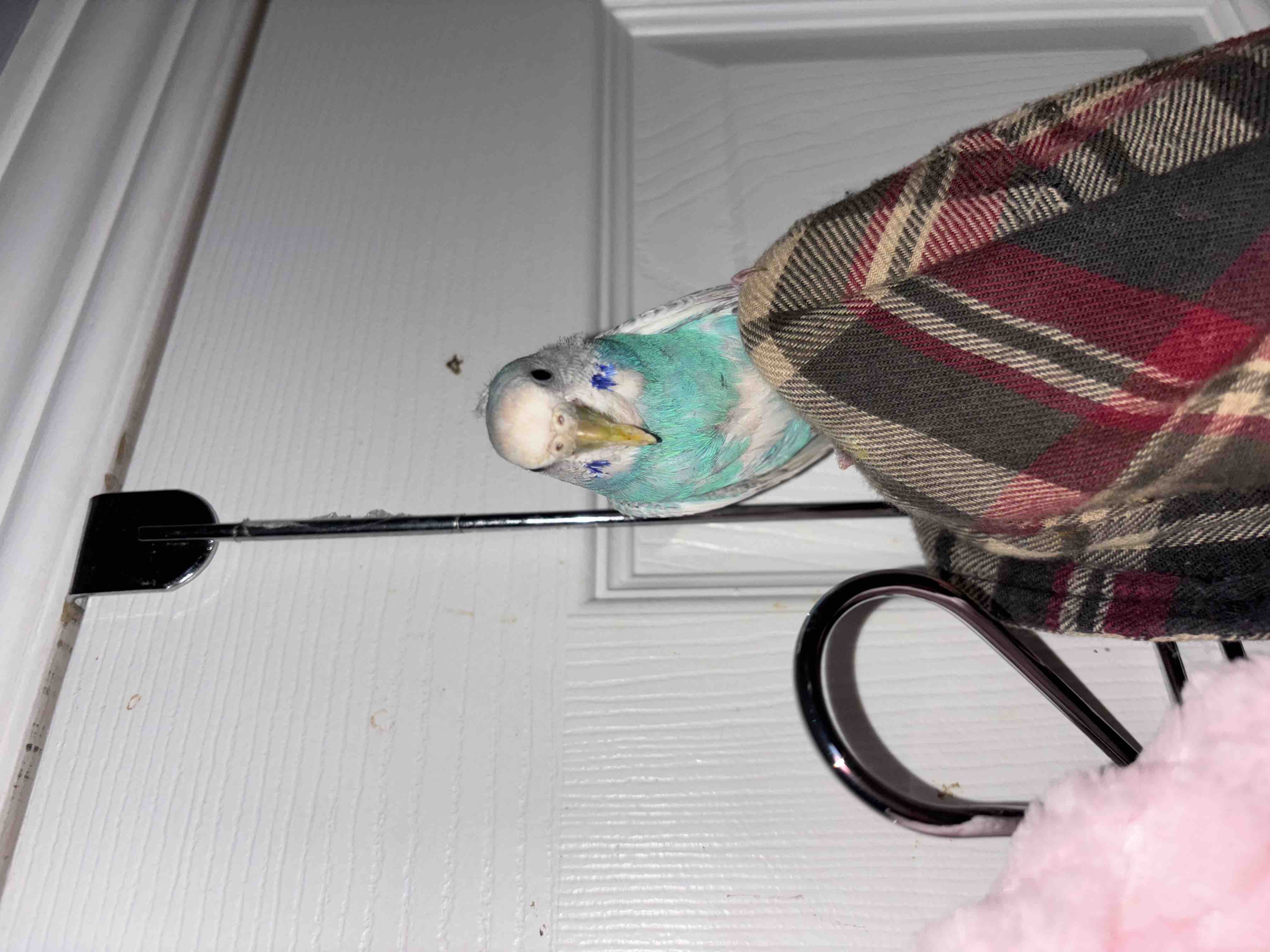 Help Give This Neglected Budgie a Second Chance at Life campaign photo, 4 of 10