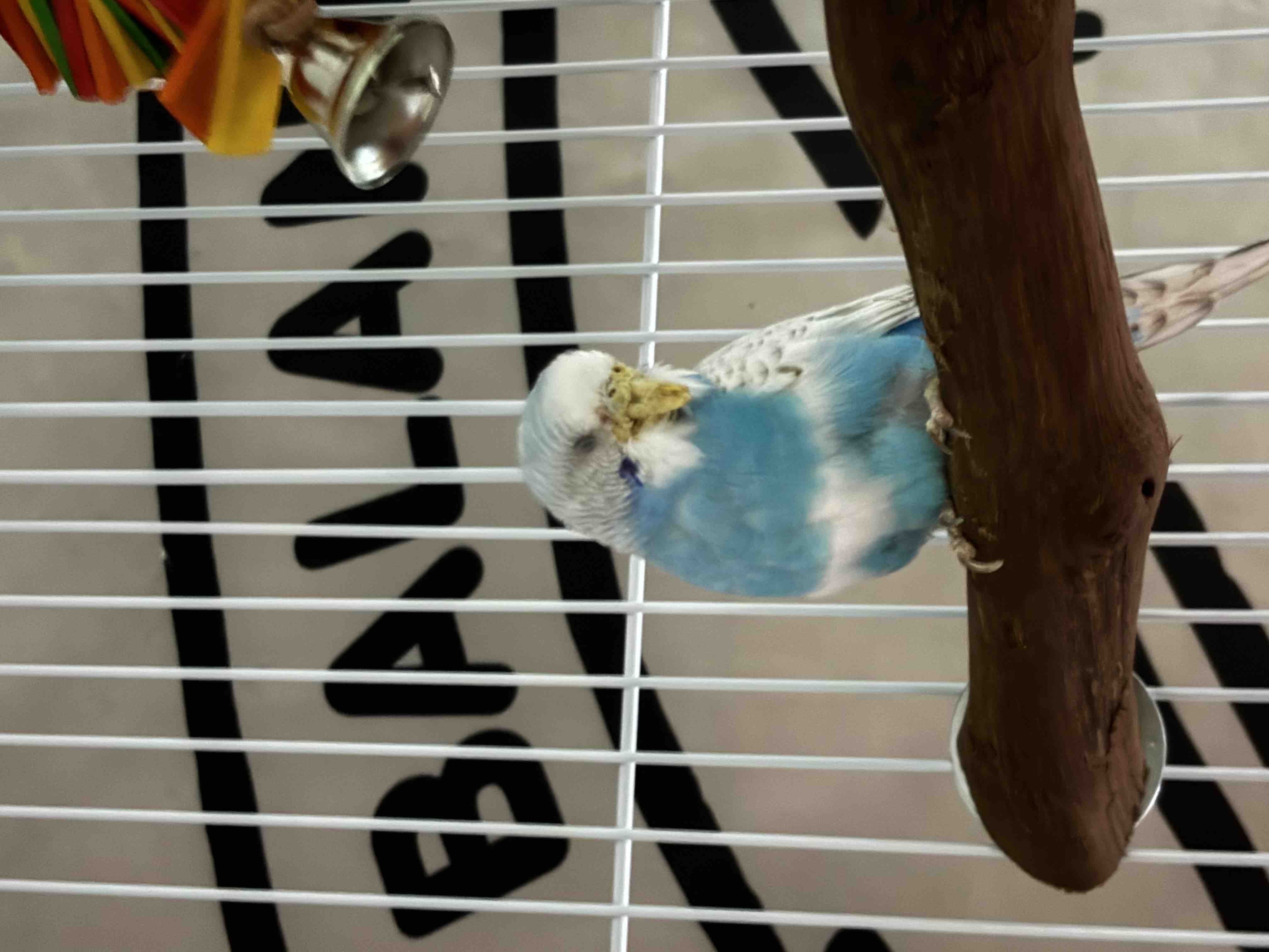 Help Give This Neglected Budgie a Second Chance at Life campaign photo, 5 of 10