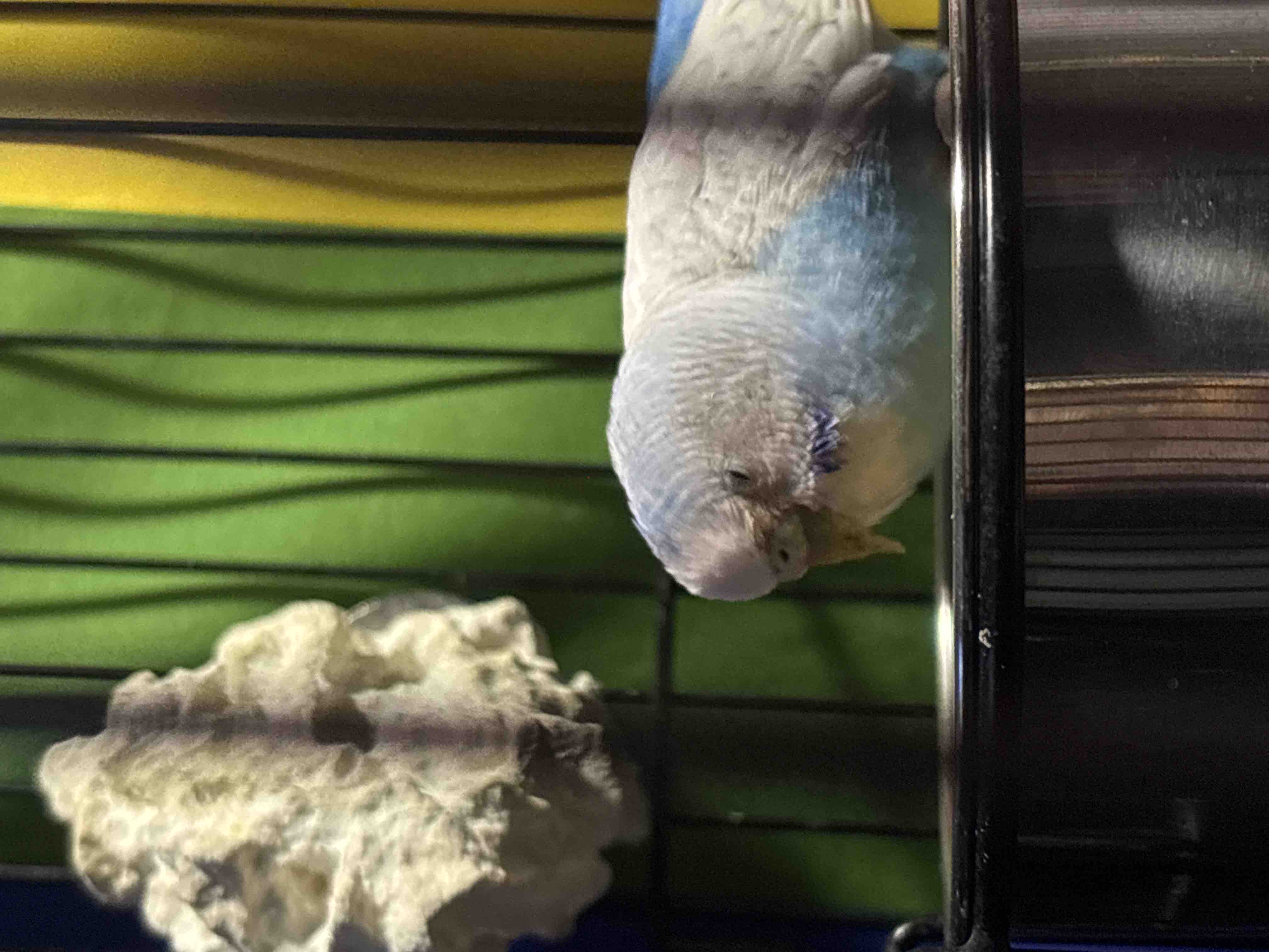 Help Give This Neglected Budgie a Second Chance at Life campaign photo, 6 of 10