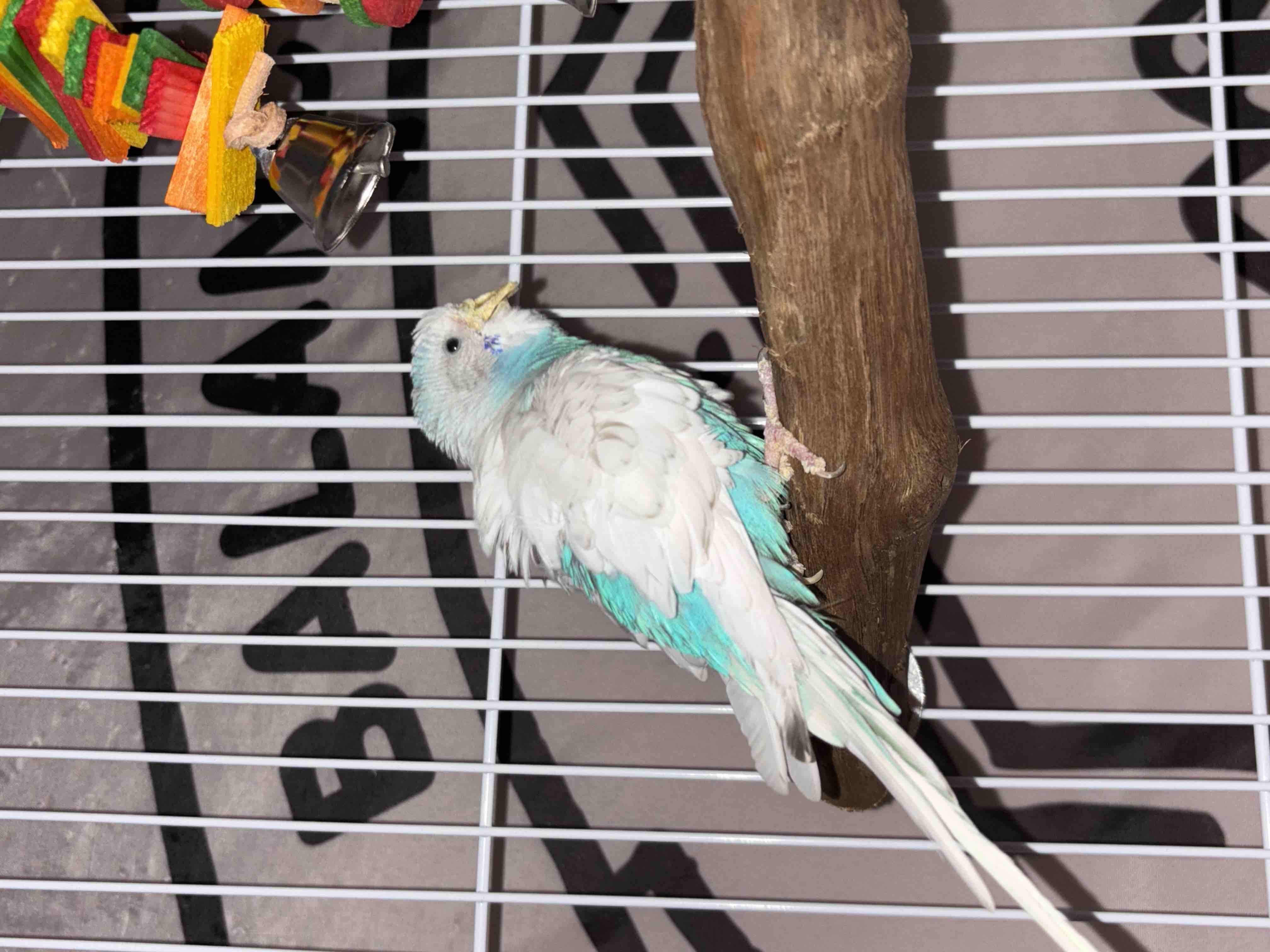 Help Give This Neglected Budgie a Second Chance at Life campaign photo, 7 of 10