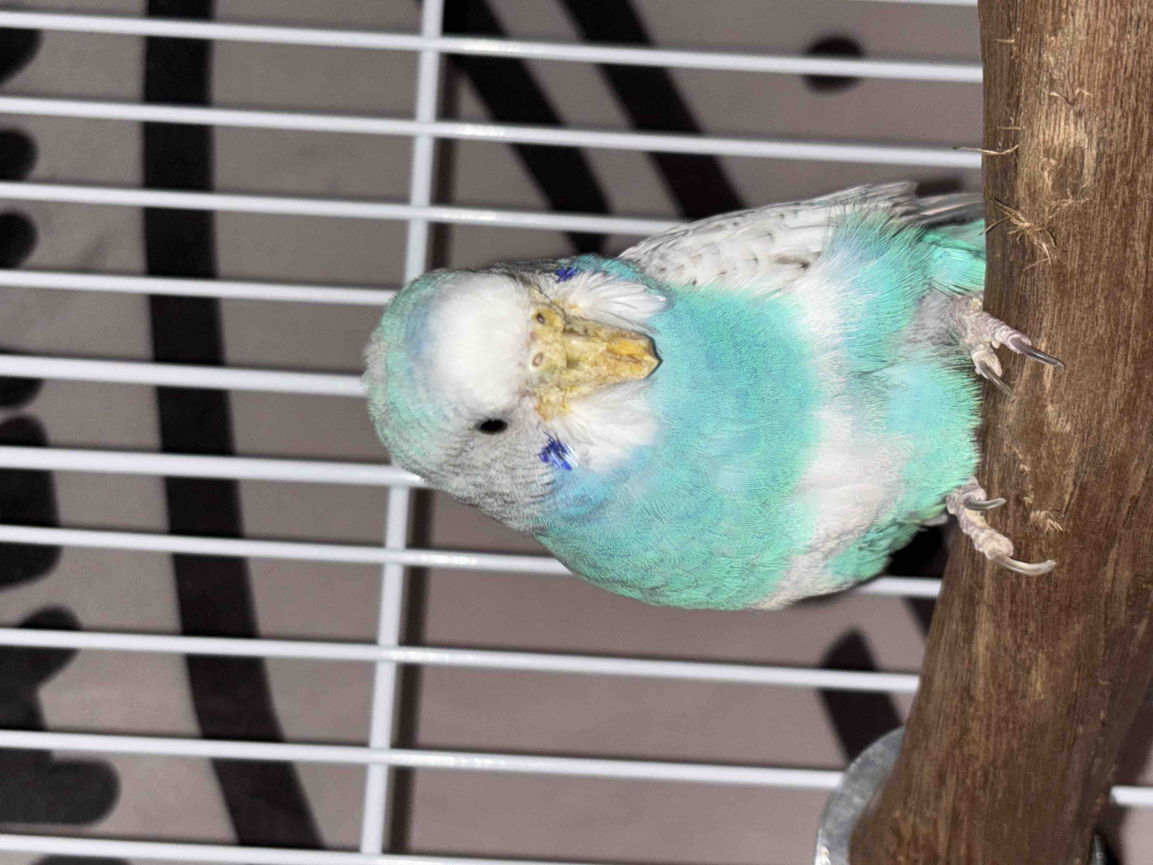 Help Give This Neglected Budgie a Second Chance at Life campaign photo, 8 of 10
