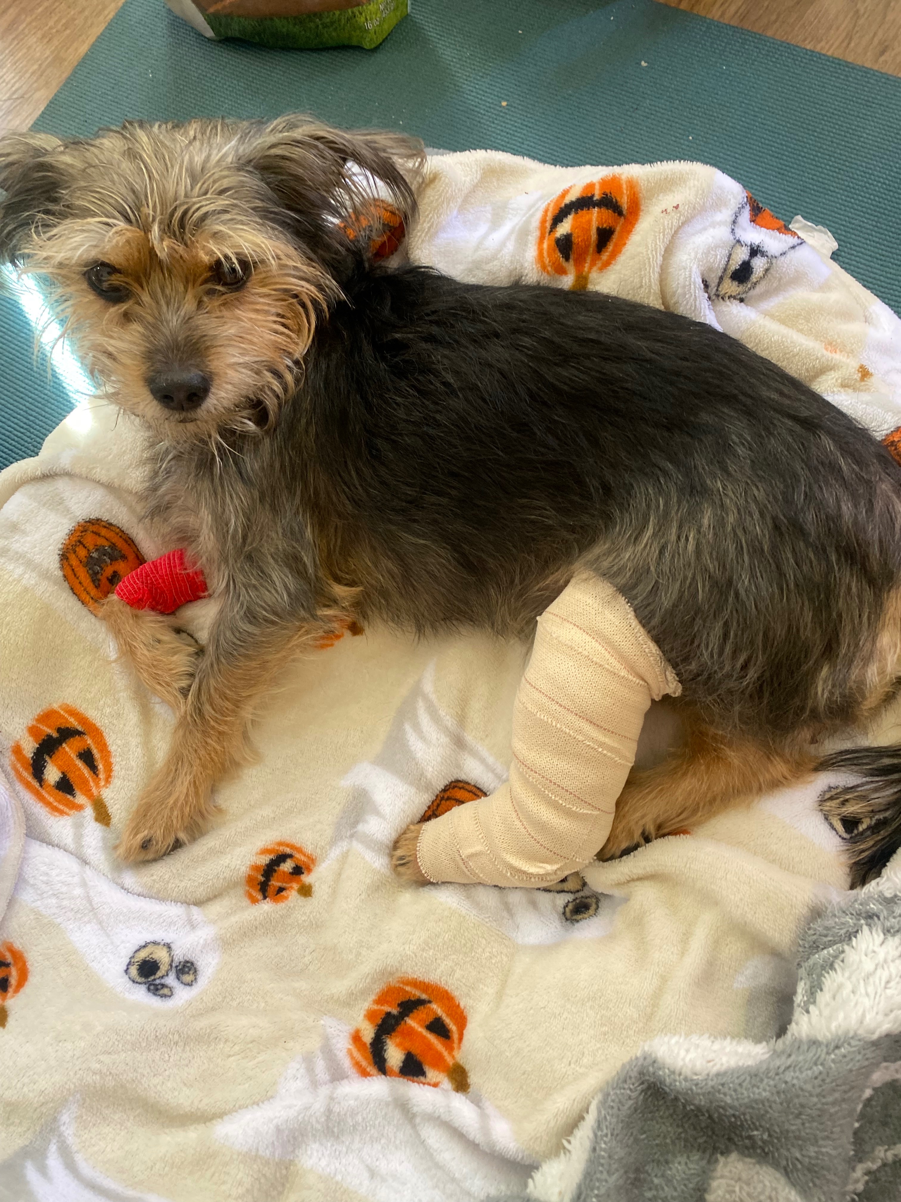 Support Minnie's recovery campaign photo, 4 of 6