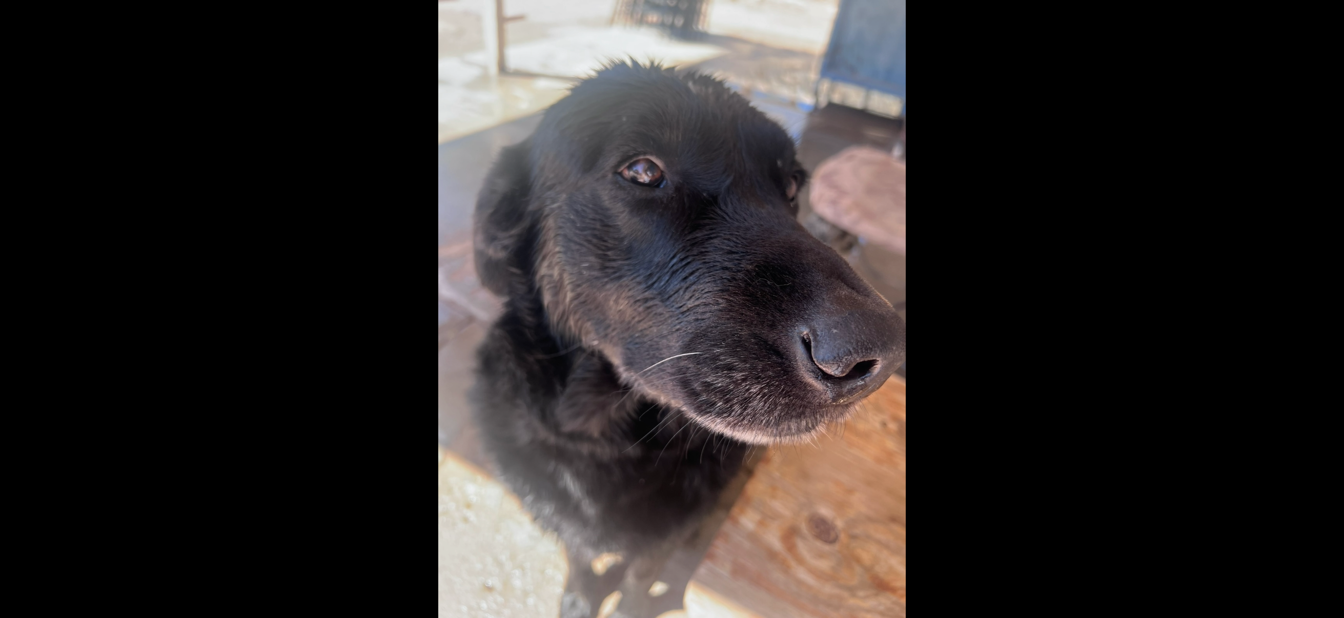 Save Kole: Urgent Surgery Needed campaign photo, 6 of 7