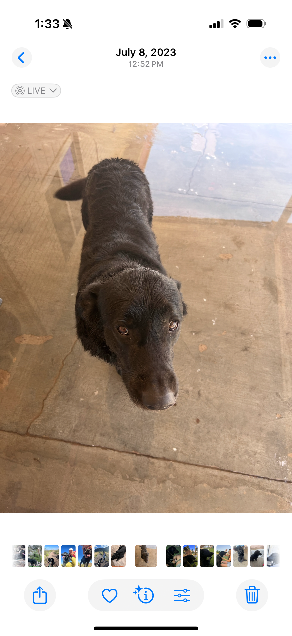 Save Kole: Urgent Surgery Needed campaign photo, 2 of 7