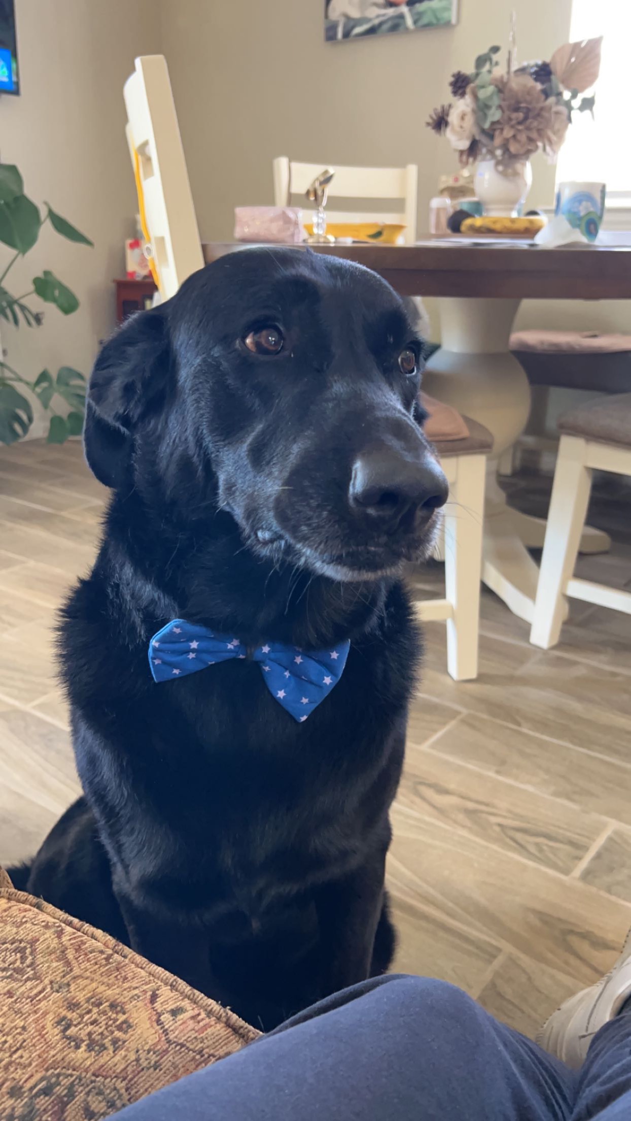 Save Kole: Urgent Surgery Needed campaign photo, 4 of 7