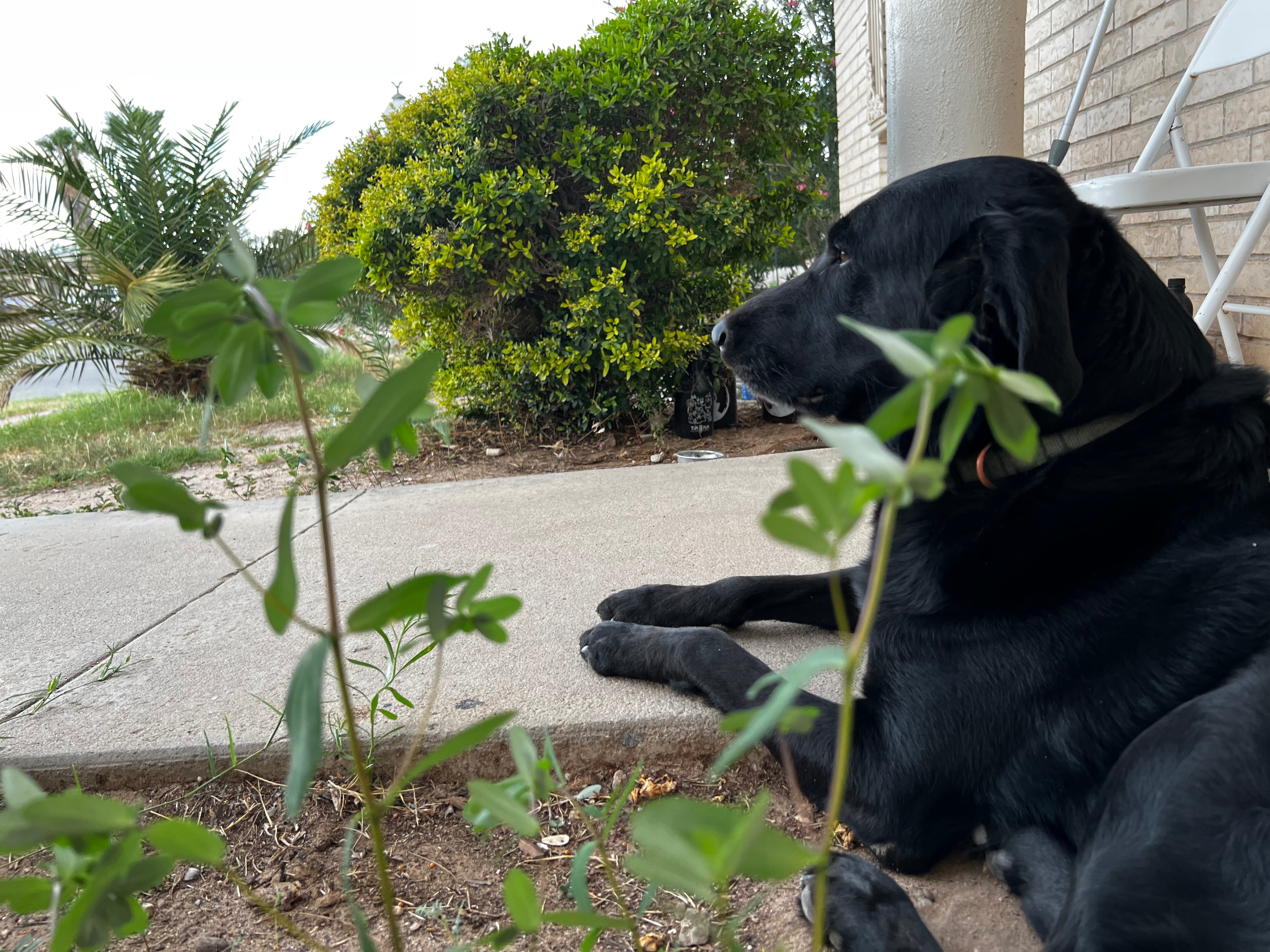 Save Kole: Urgent Surgery Needed campaign photo, 5 of 7