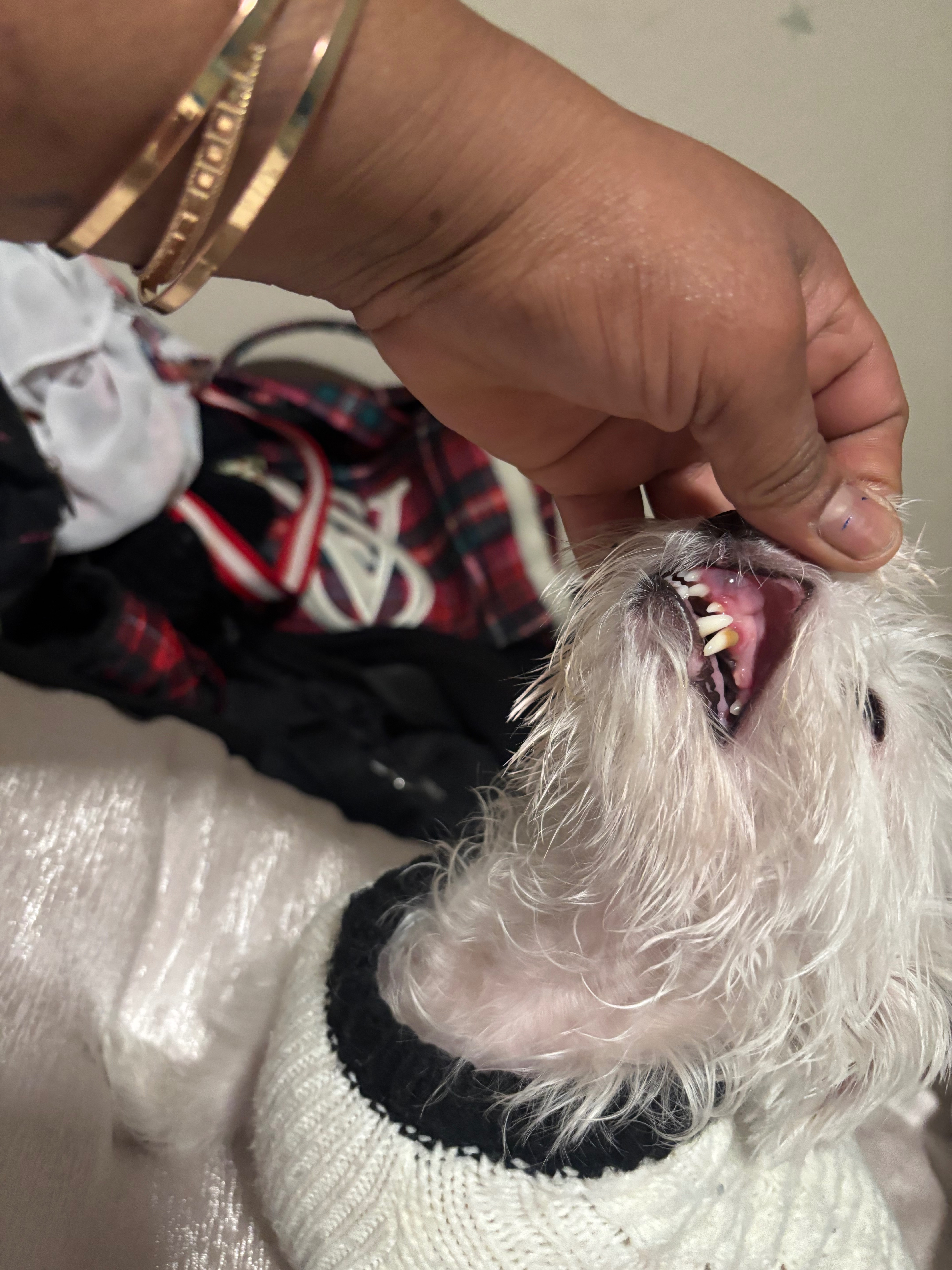 Urgent Veterinary dental and lump of pus campaign photo, 2 of 8