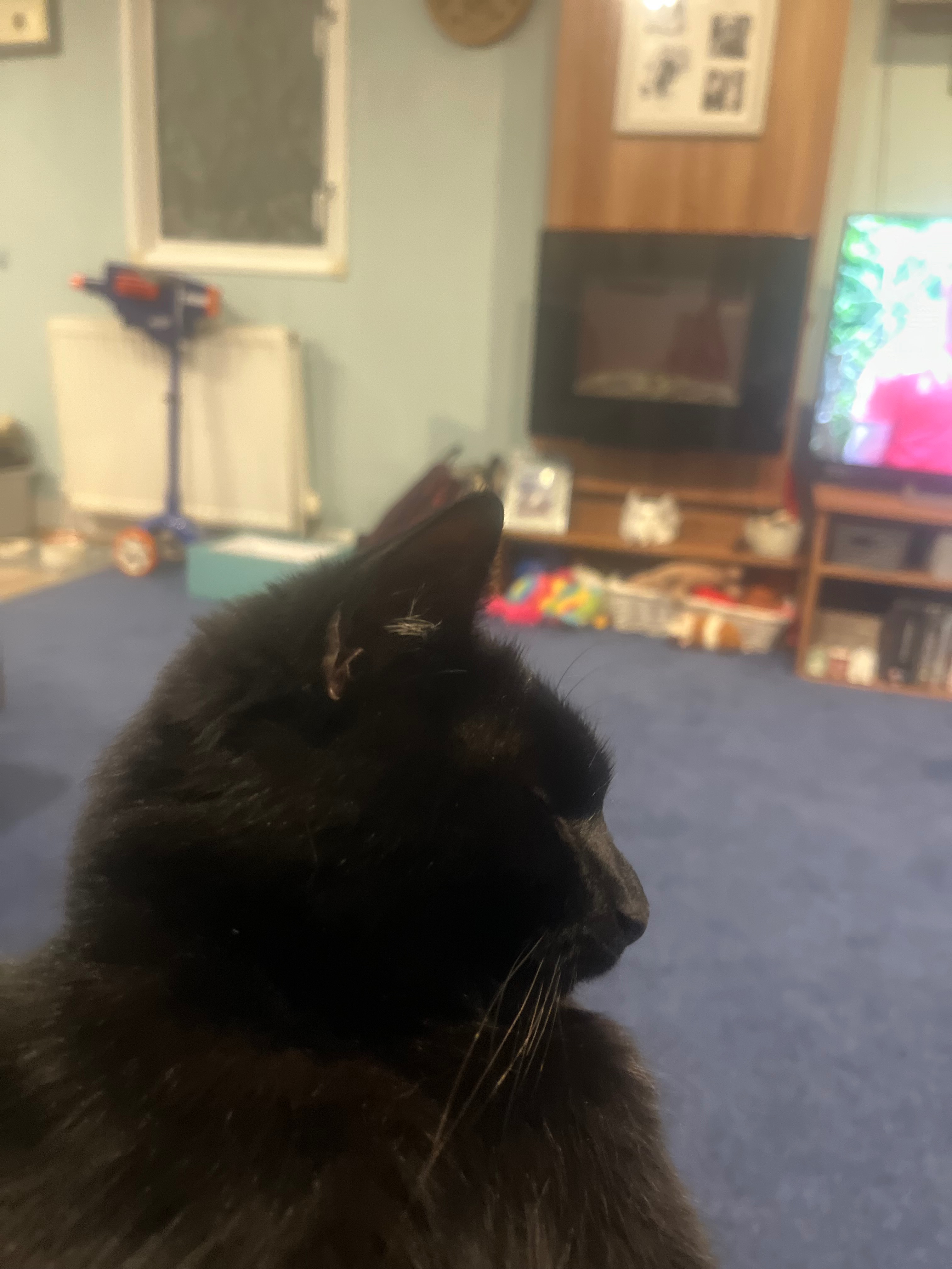 Cat Cremation… bringing him back home campaign photo, 7 of 8