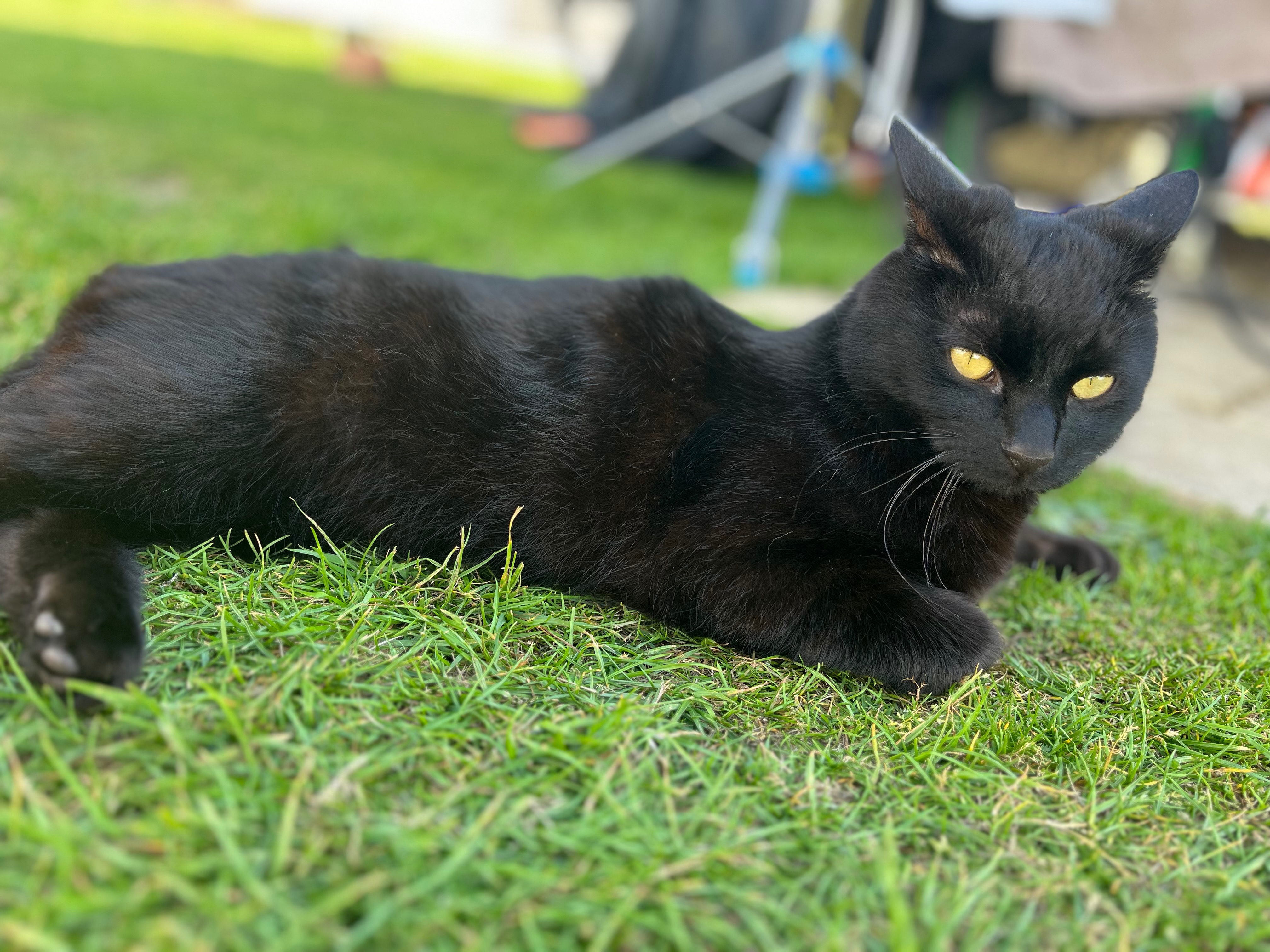 Cat Cremation… bringing him back home campaign photo, 4 of 8