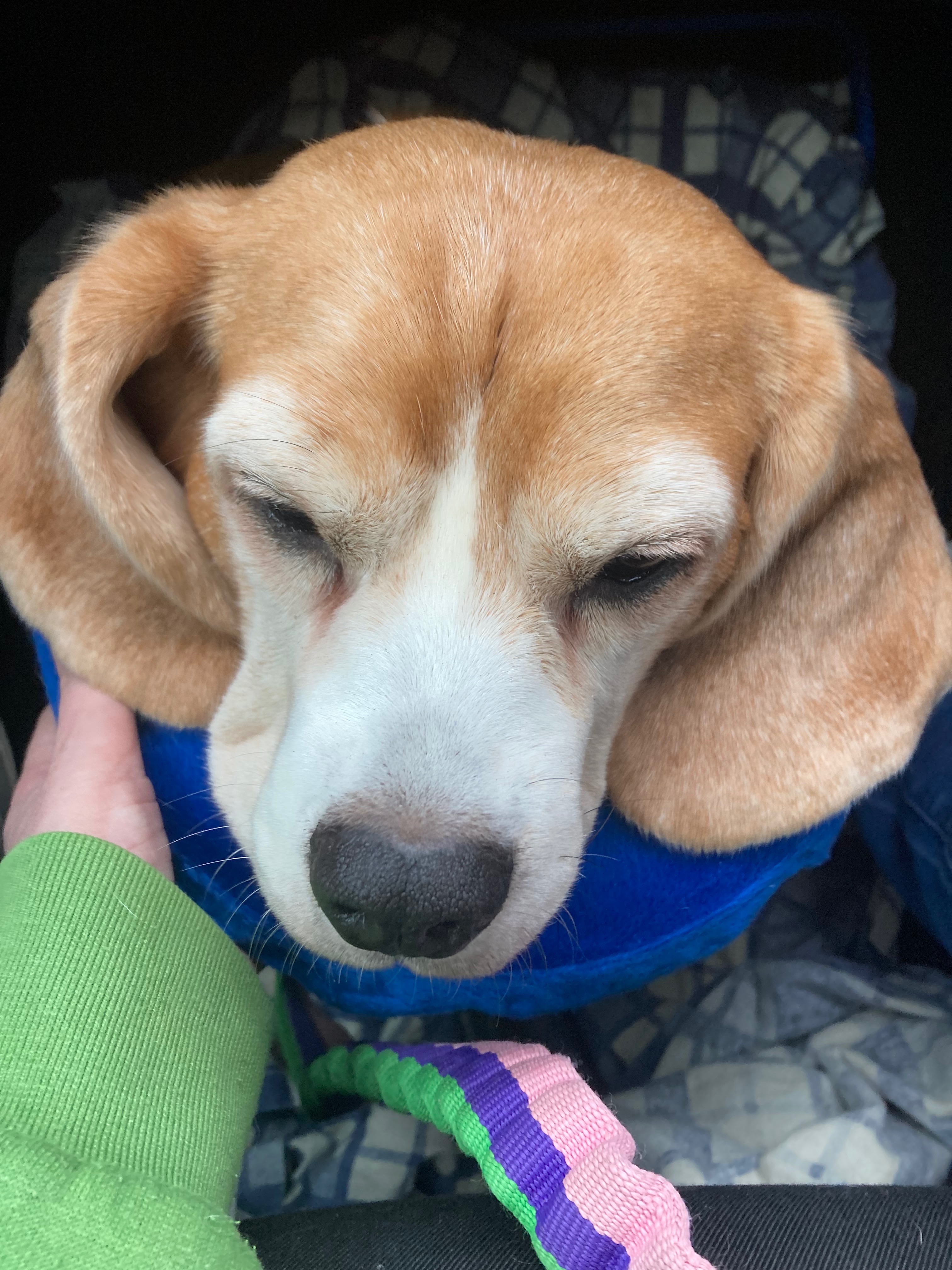 Remy & her vet fees campaign photo, 2 of 5