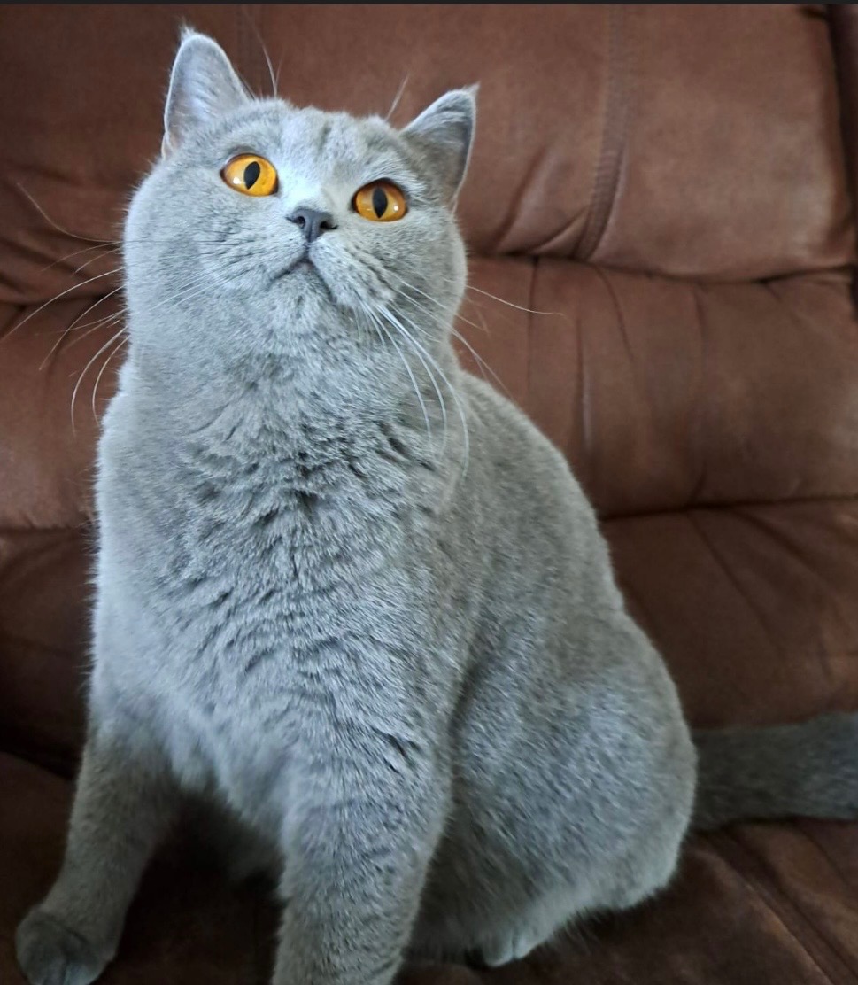 Unterstützt Meilo für Katzen Op es ist für ihn Wichtig campaign photo, 2 of 6
