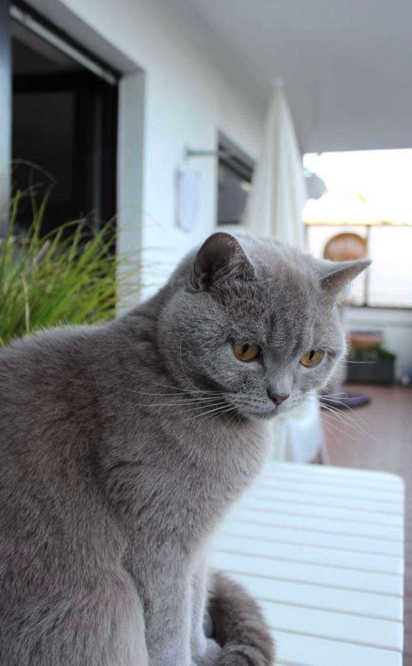Unterstützt Meilo für Katzen Op es ist für ihn Wichtig campaign photo, 4 of 6