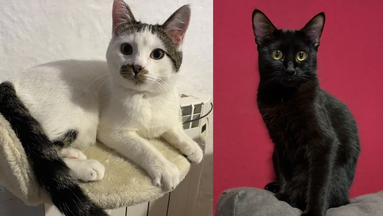 COCO y OREO necesitan vuestra ayuda photo