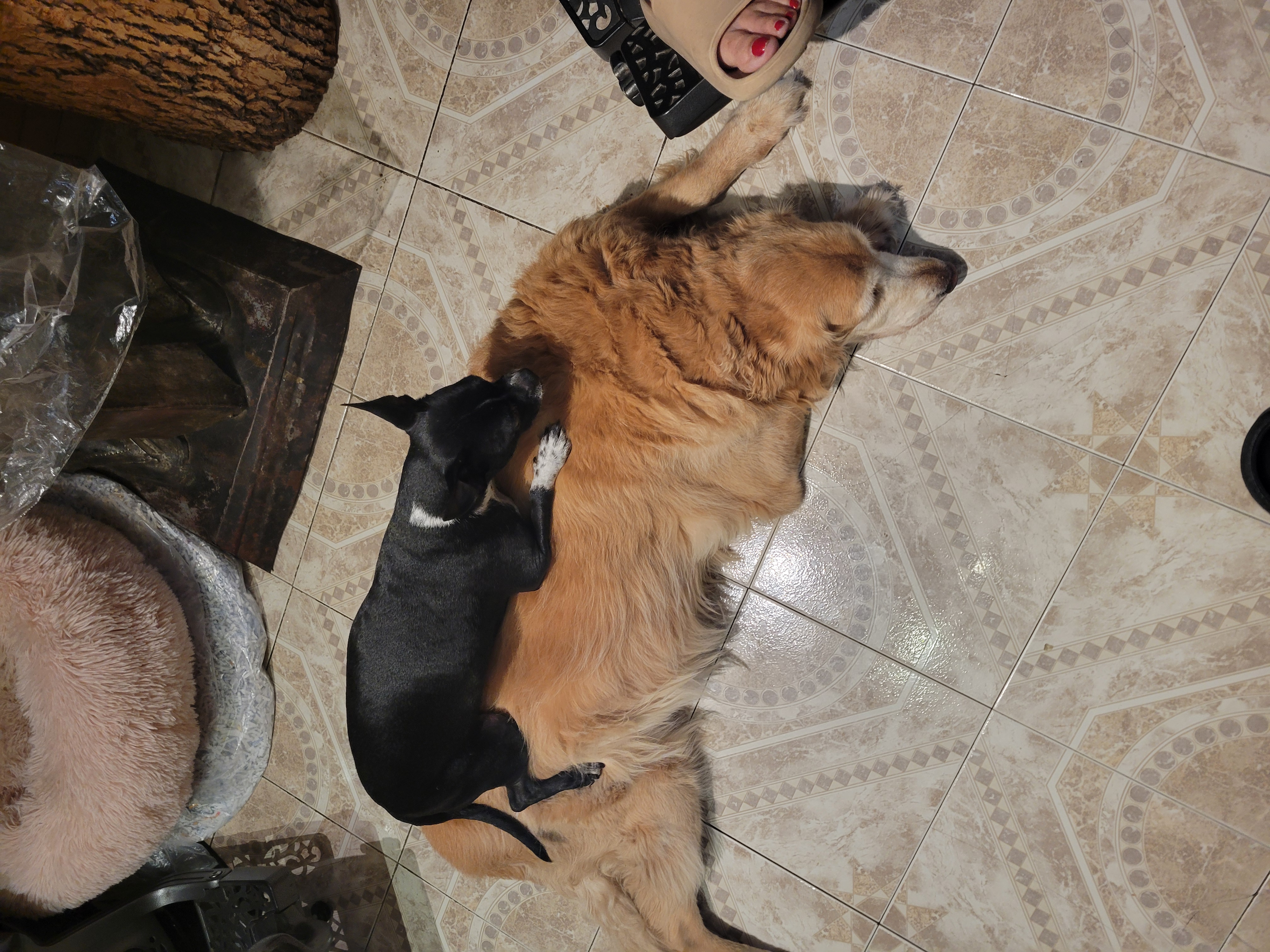 Support Bandit's Cancer Treatment campaign photo, 4 of 8