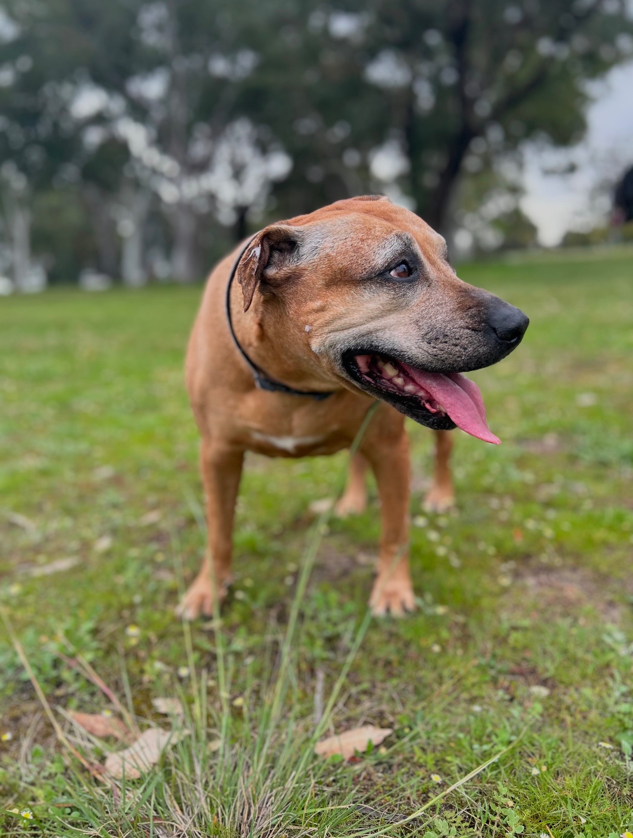 Please help our puppies healing journey campaign photo, 5 of 8
