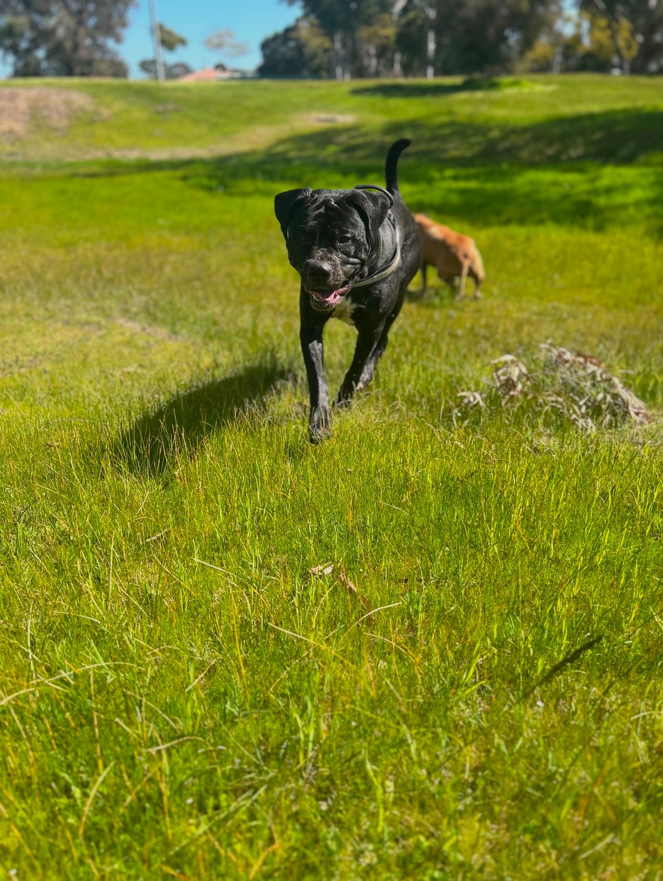 Please help our puppies healing journey campaign photo, 6 of 8