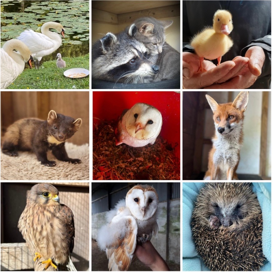 Animal Magic campaign photo, 6 of 7