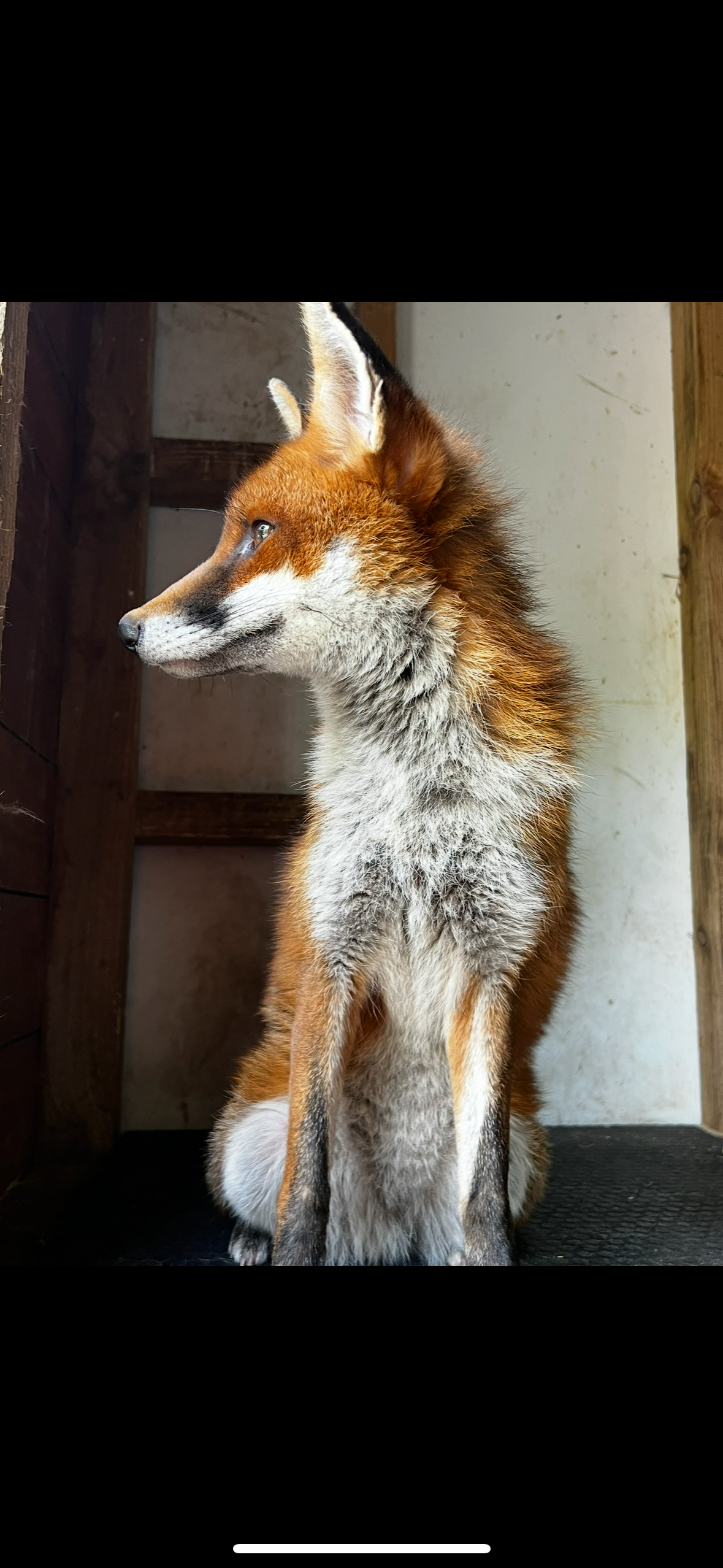 Animal Magic campaign photo, 4 of 7